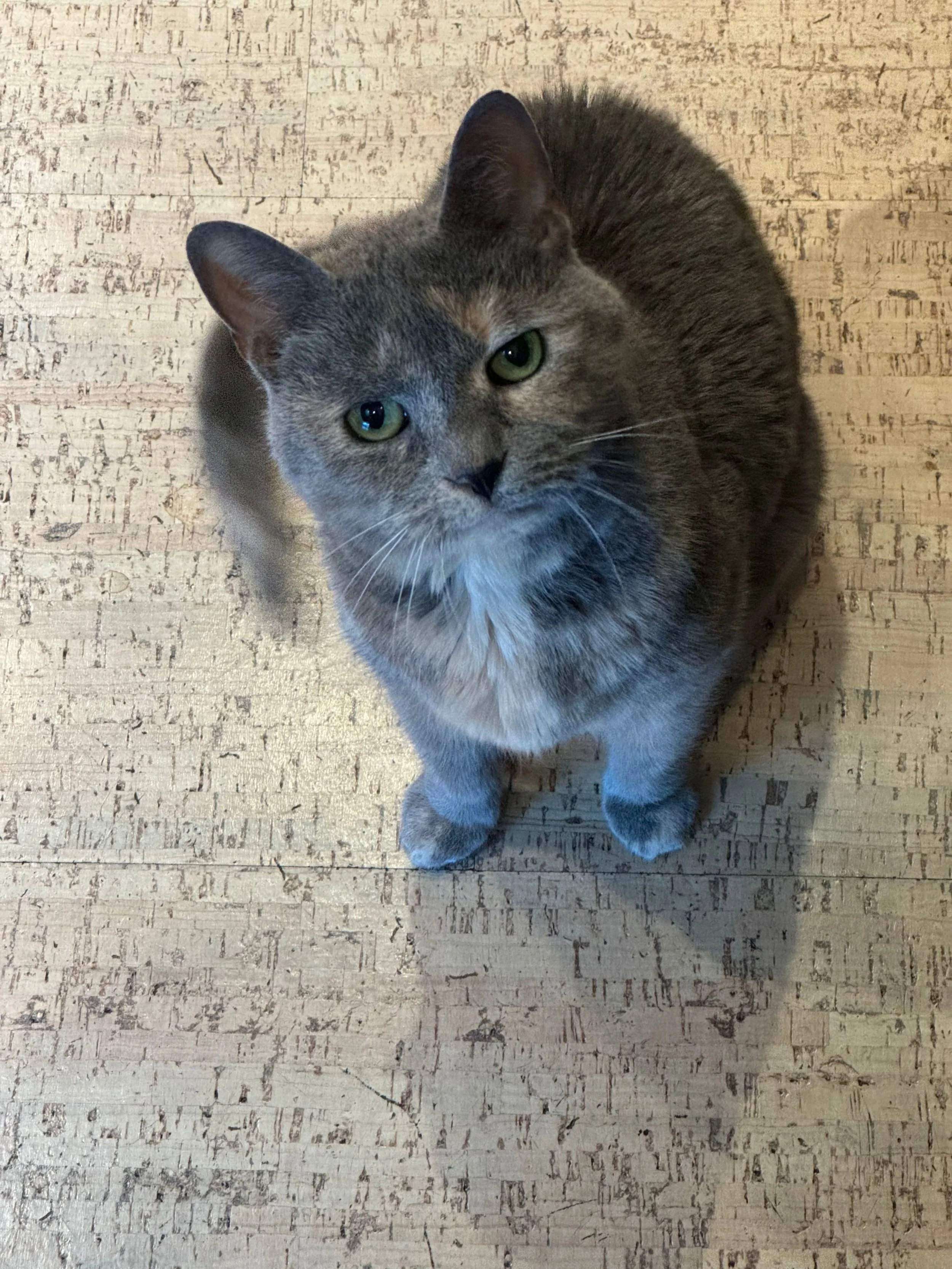 A gray cat with green eyes sitting on a wood floor.