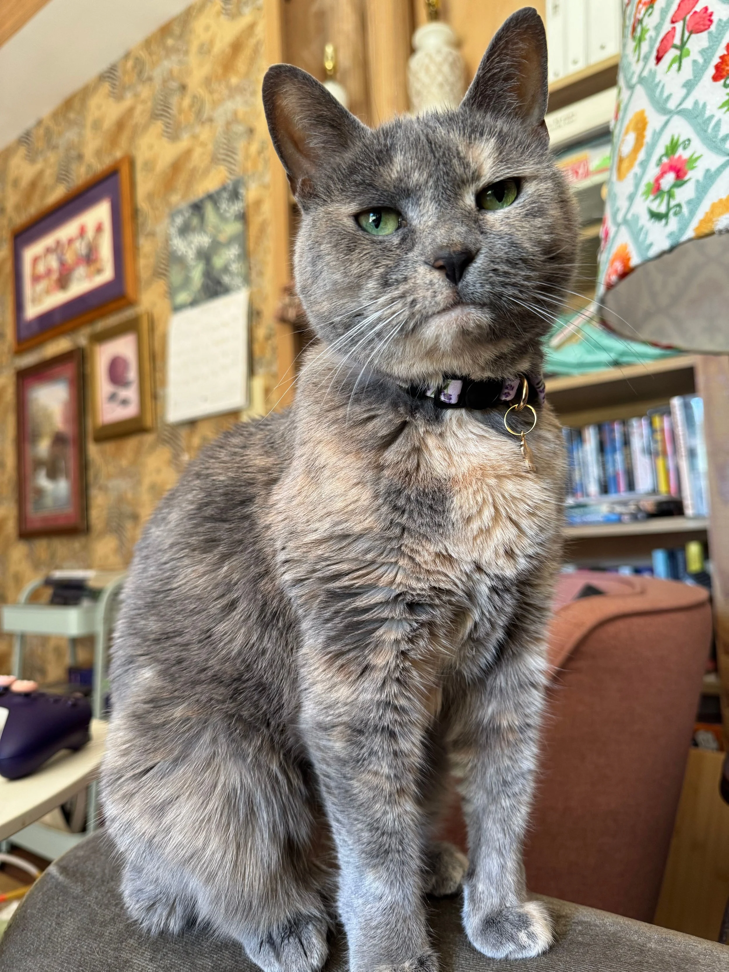 A gray tabby cat with green eyes sitting on a chair in a cozy room with framed pictures and books on the wall in the background.