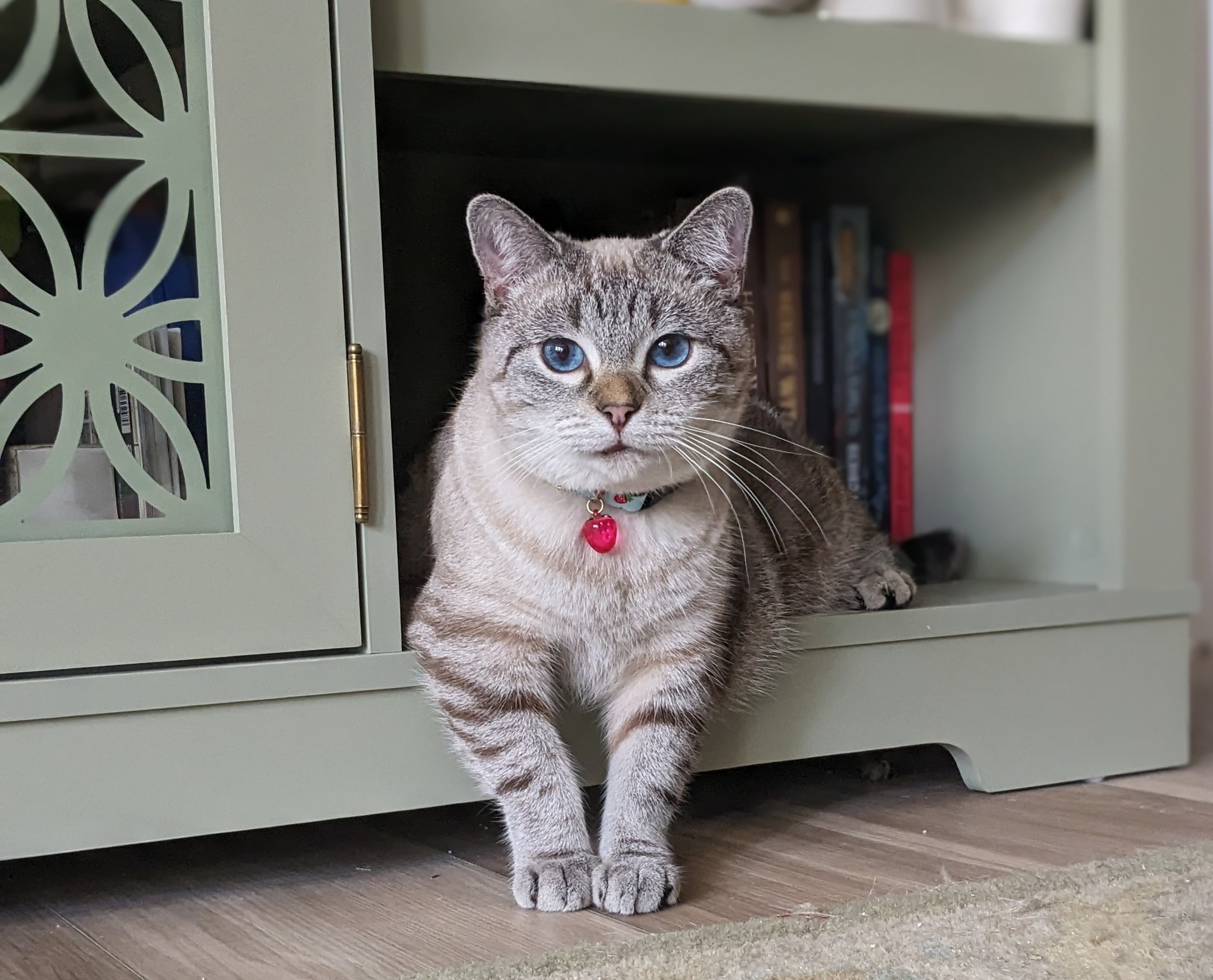 A tabby cat with blue eyes and a pink collar with a bell is sitting on a wooden floor partially inside a cabinet or small bookshelf, with a collection of books in the background.