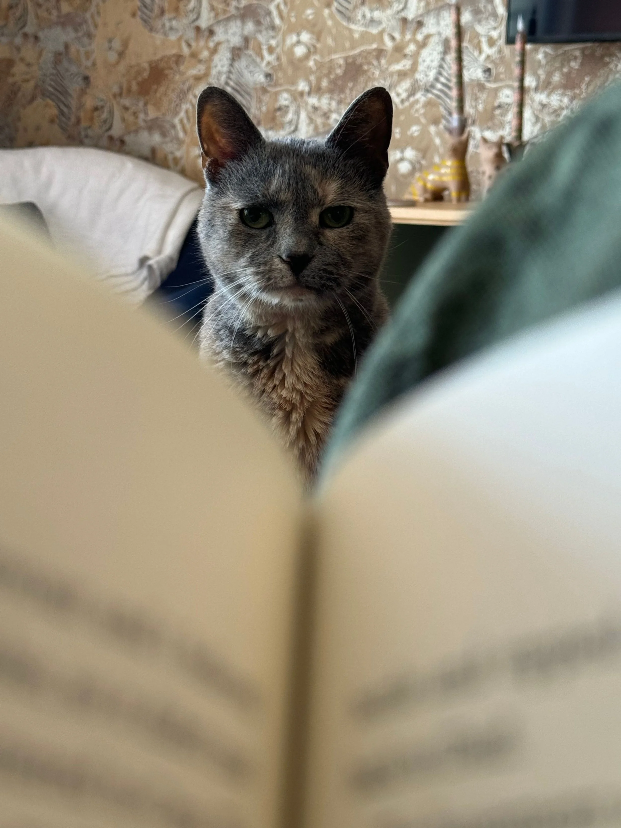 A gray and brown tabby cat with green eyes looking directly at the camera, sitting indoors with a textured, patterned wall in the background.