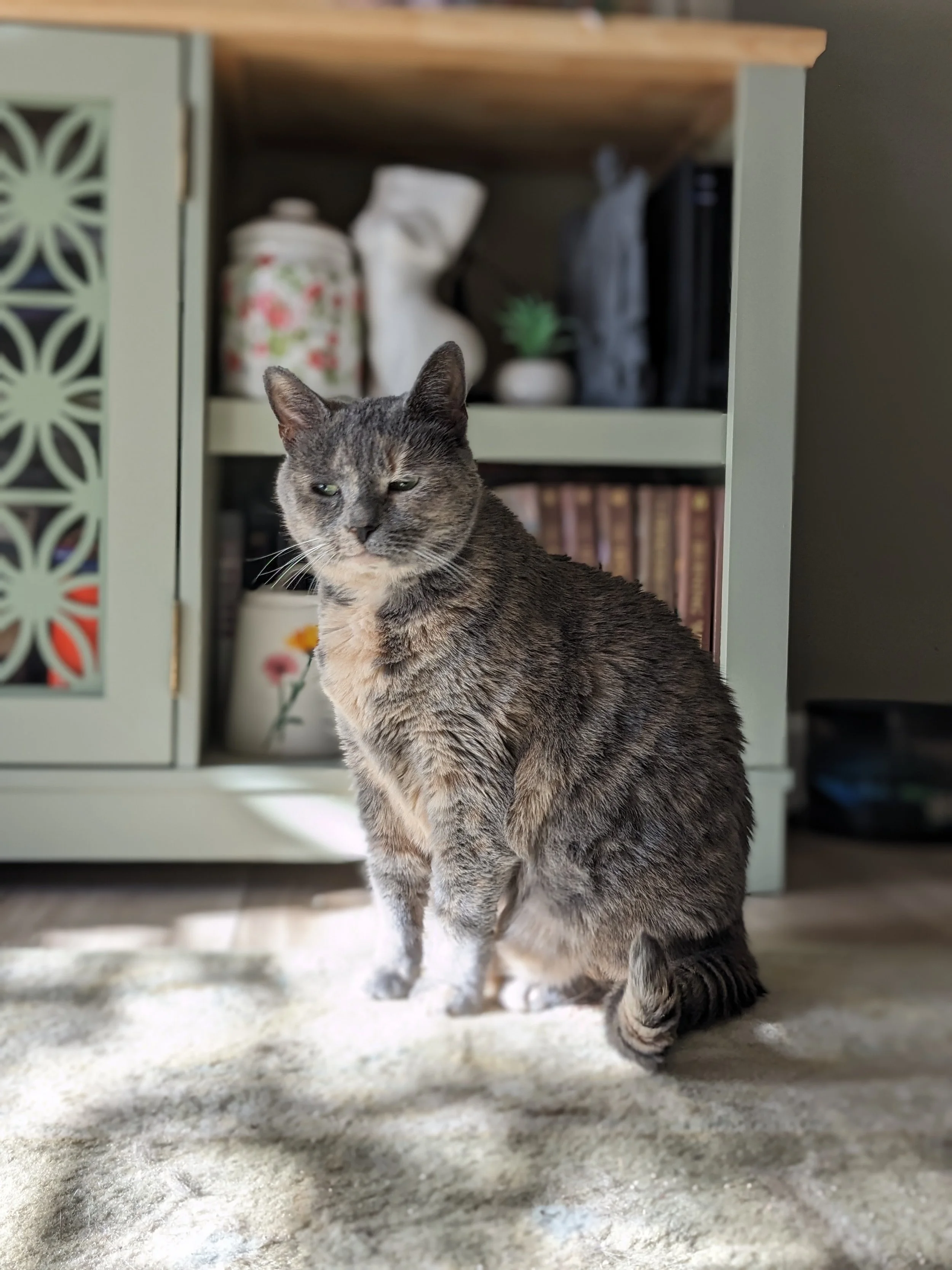 A gray tabby cat sitting on a beige carpet, with a light green cabinet and various decorative items including a jar, a white sculpture, and a small plant in the background.