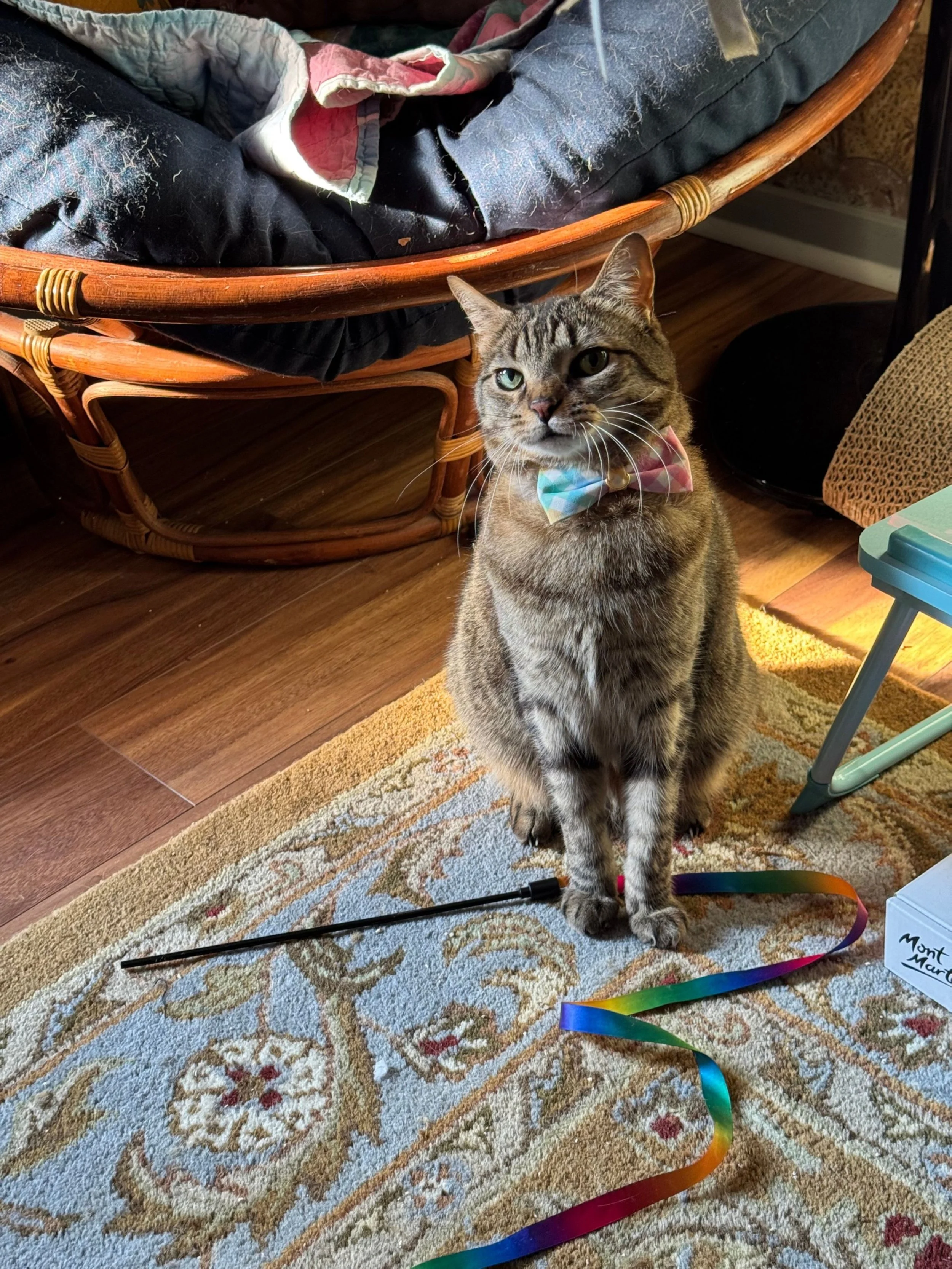 A tabby cat with a rainbow bow tie sitting on a multicolored patterned rug next to a rainbow-colored ribbon and a box with writing. In the background, there is a wooden basket with a black and pink quilted blanket, and part of a dark-colored piece of