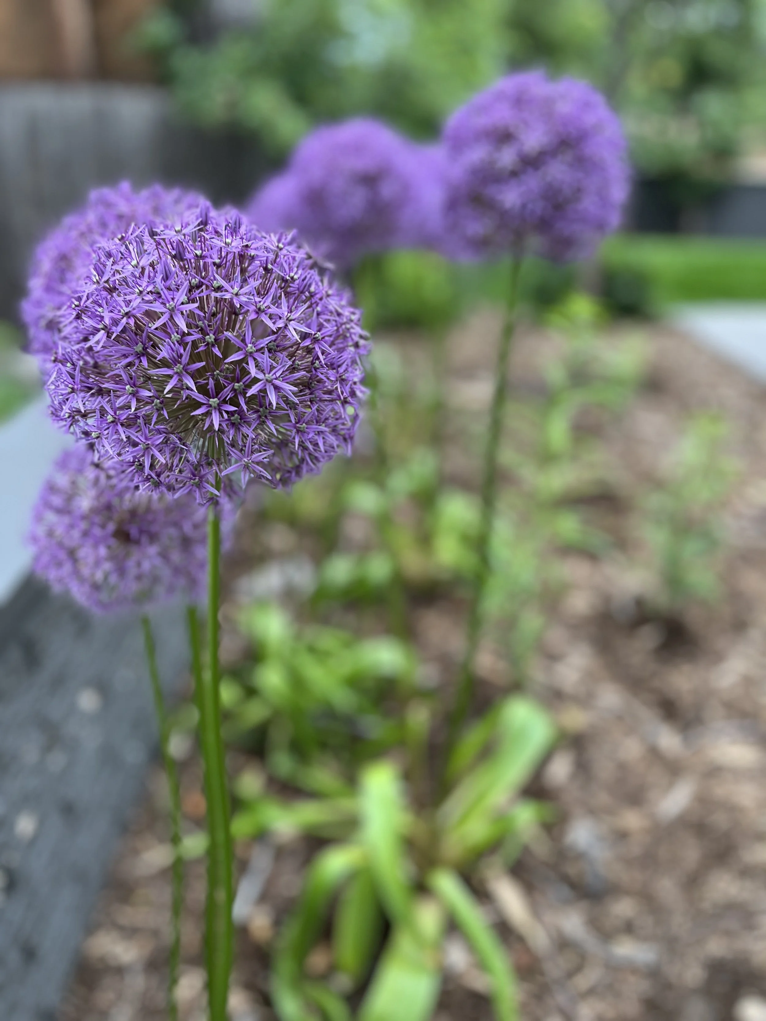 IMG_7663.jpeg