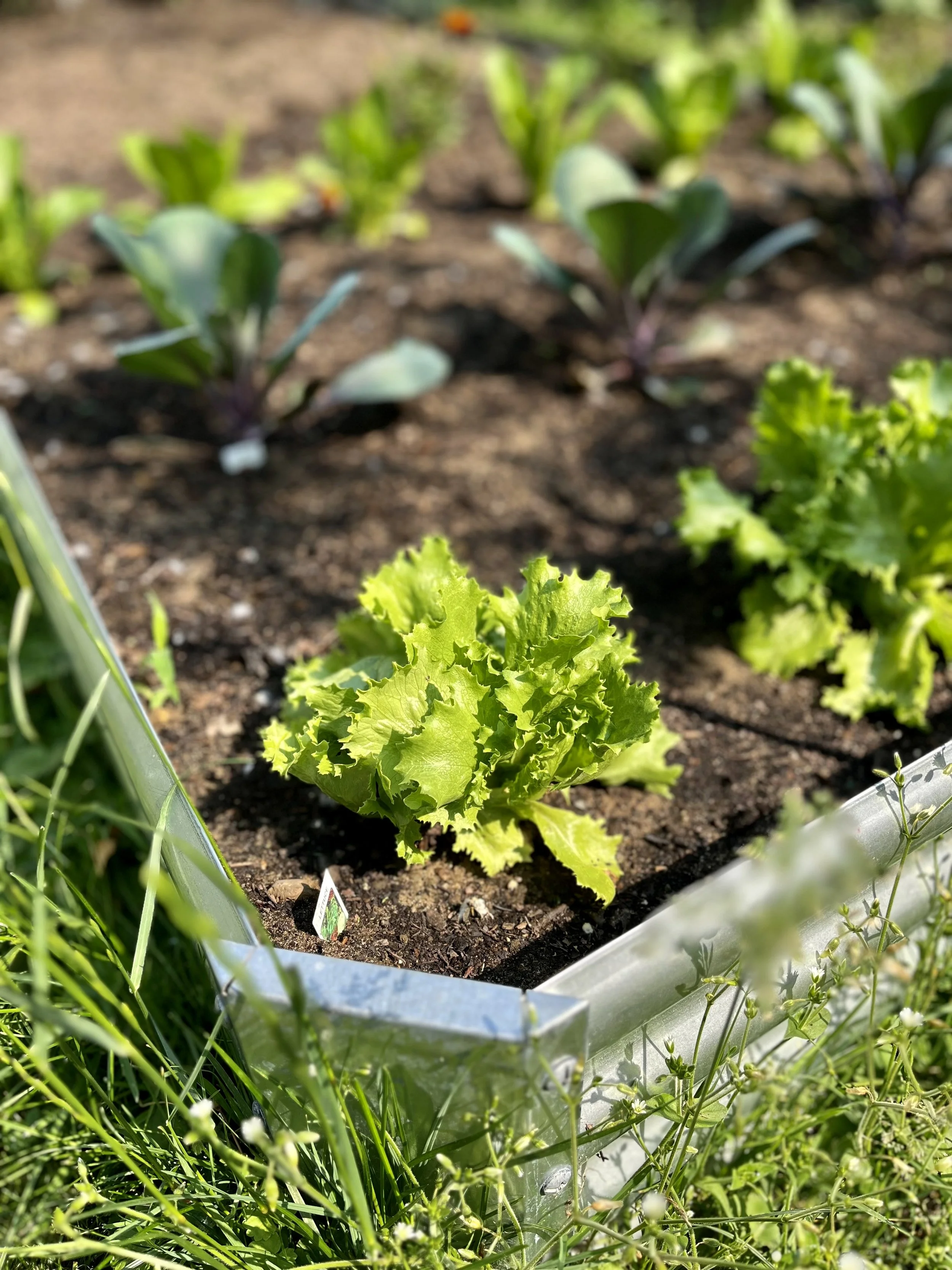 Close-up of small green lettuce plants growing in a garden bed with brown soil, surrounded by grass and small weeds.