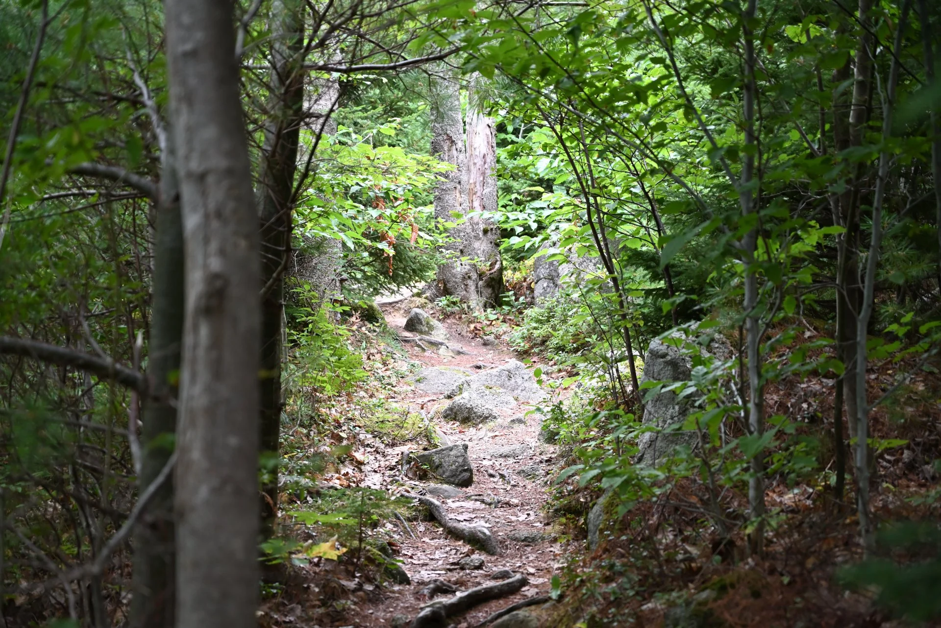 DSC_3120.JPG