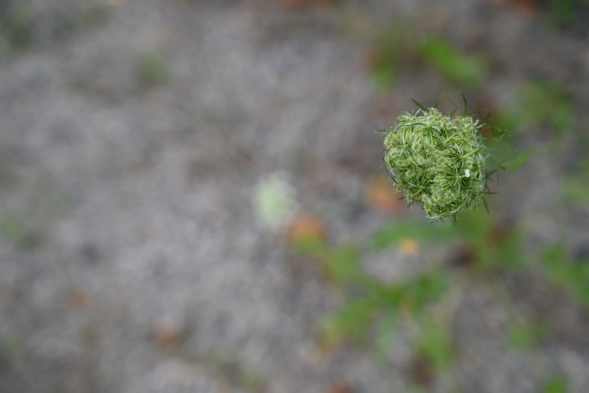 The Unfurling.JPG
