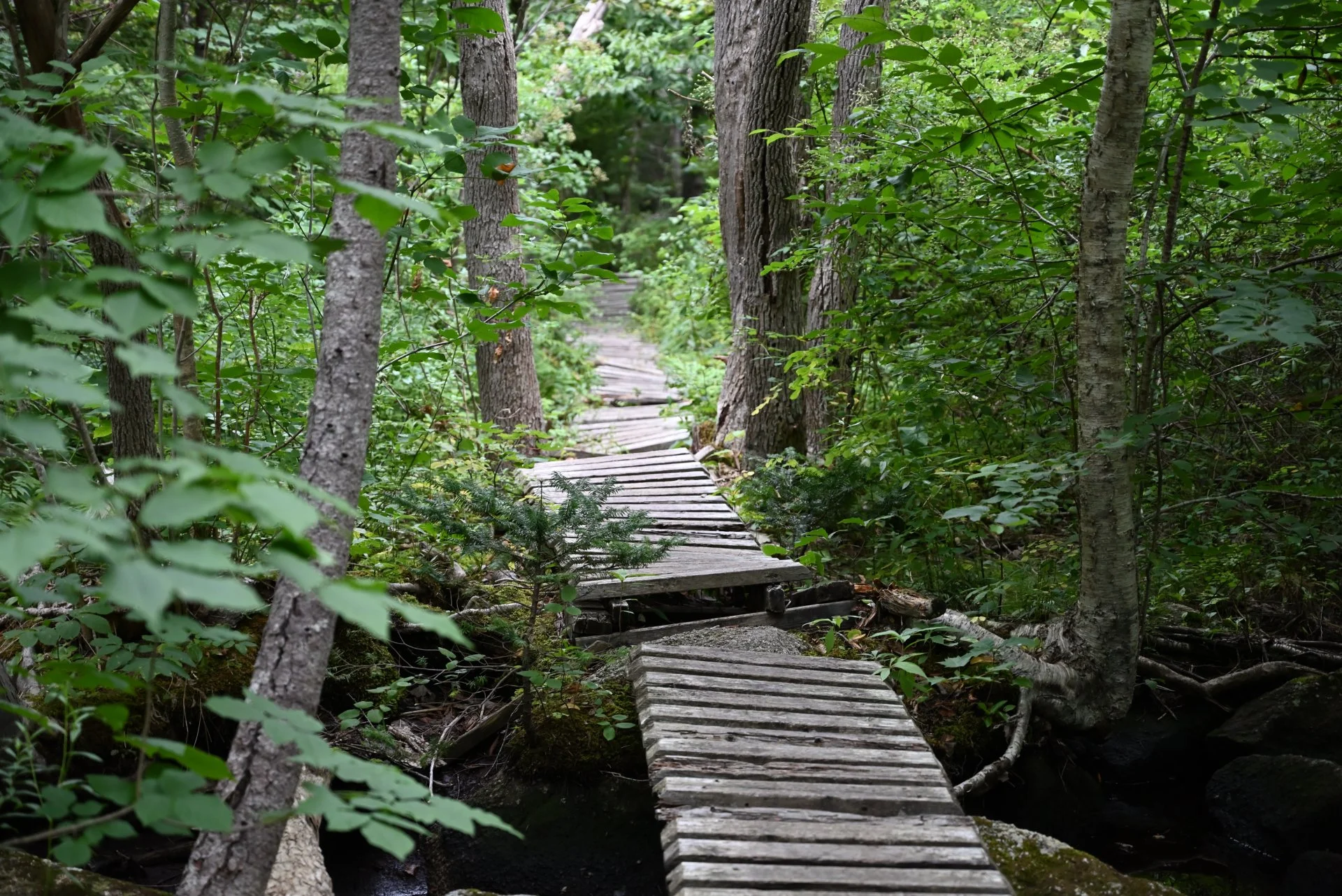 The Beaten Path.JPG