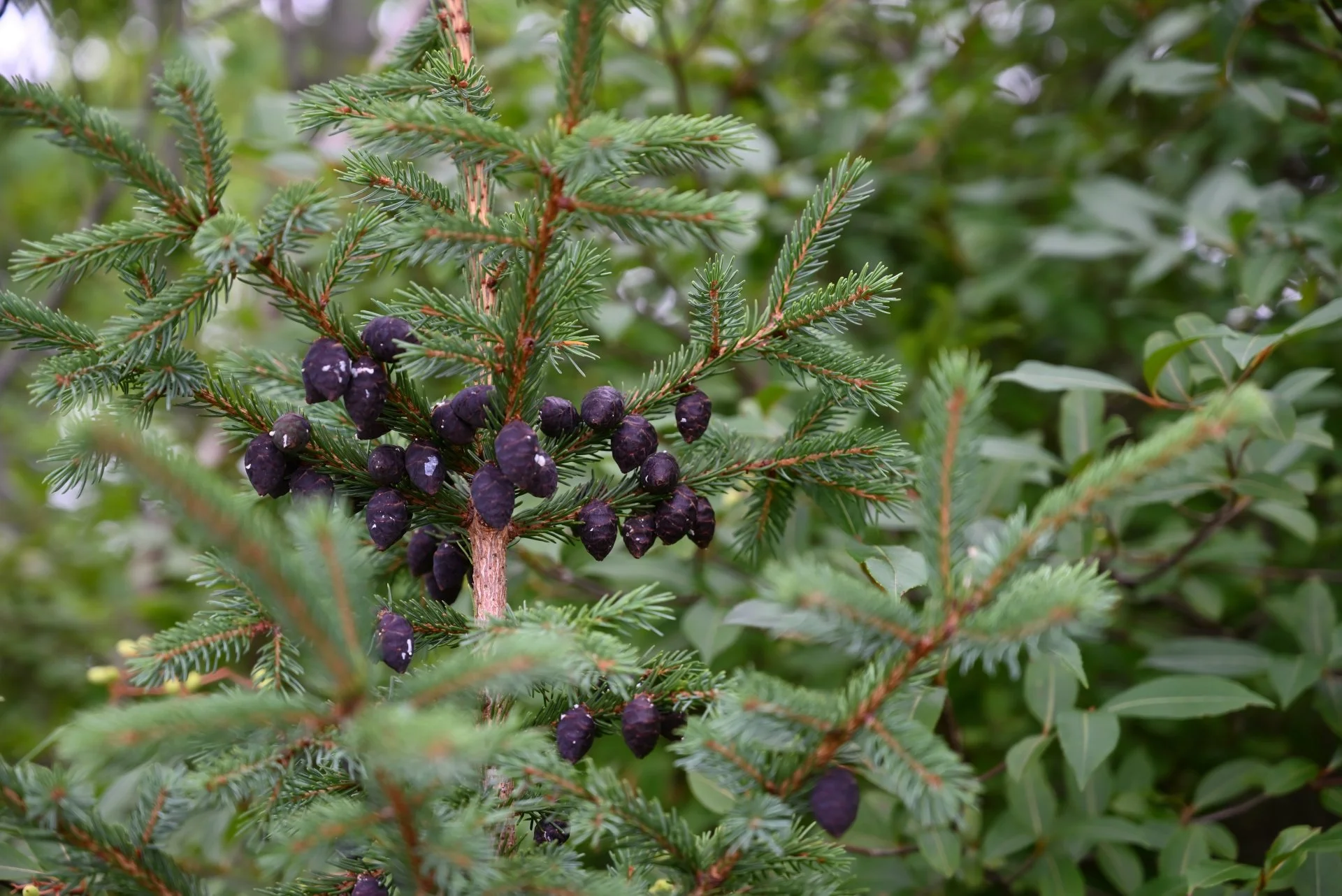 DSC_3130.JPG