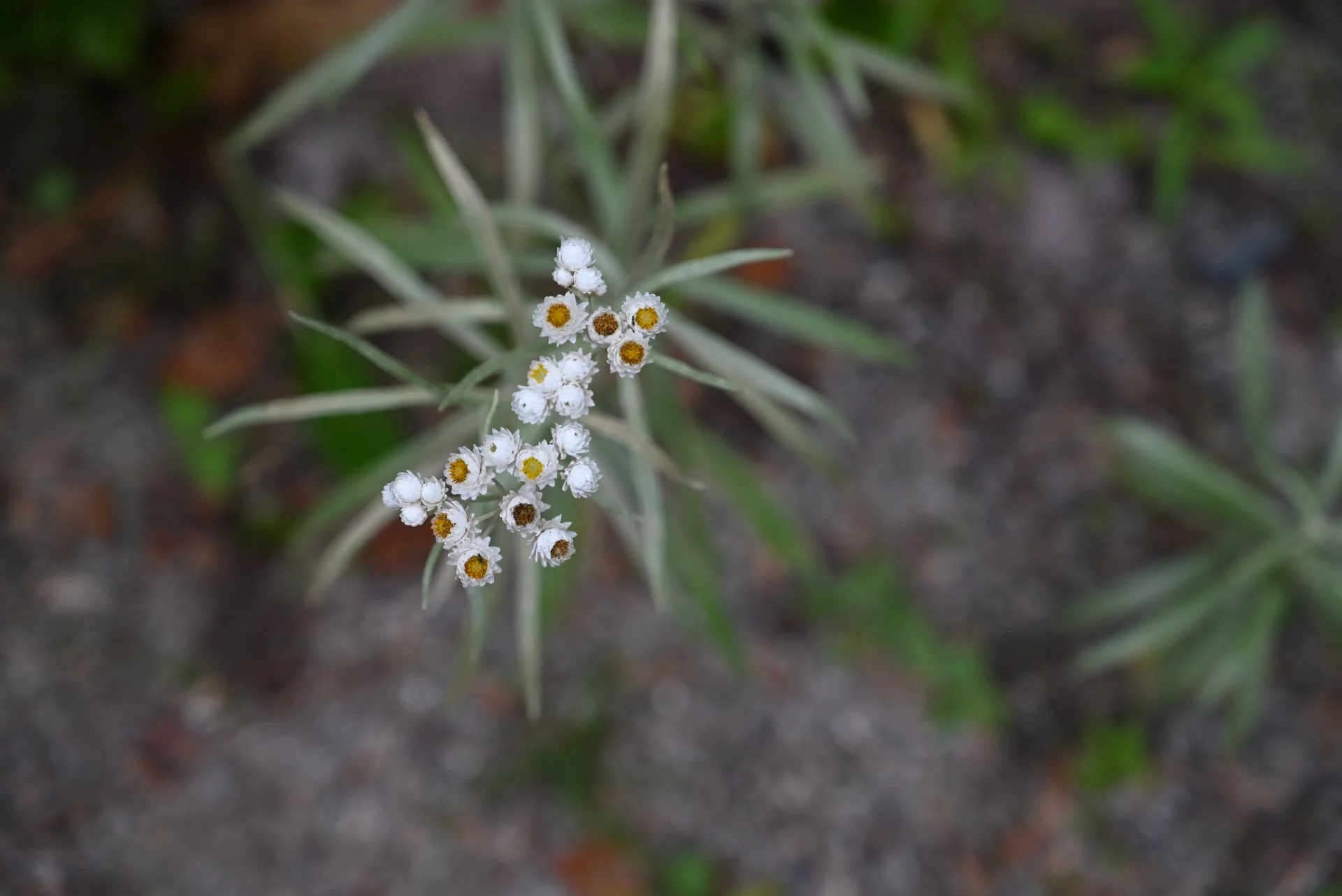 DSC_3138.JPG