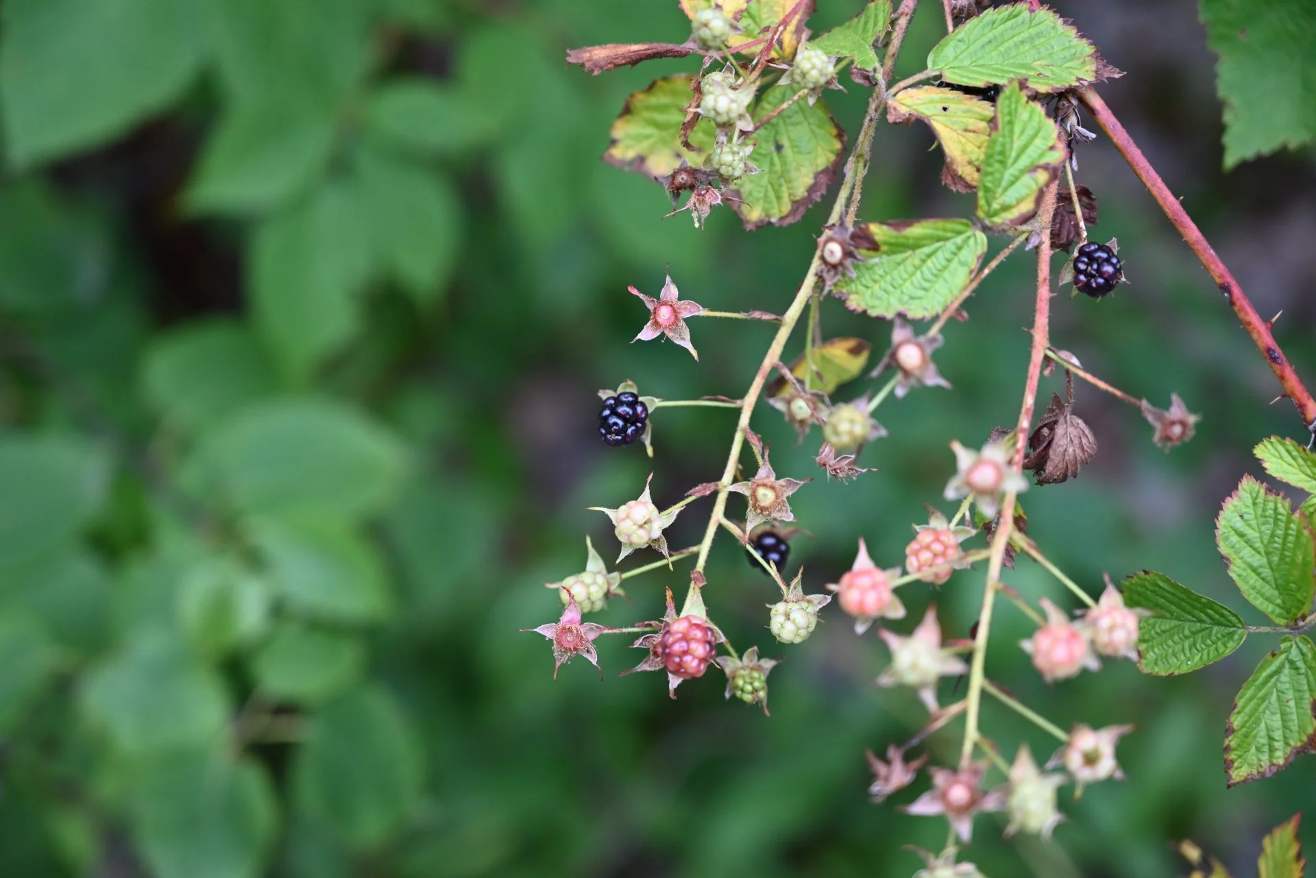 DSC_3150.JPG