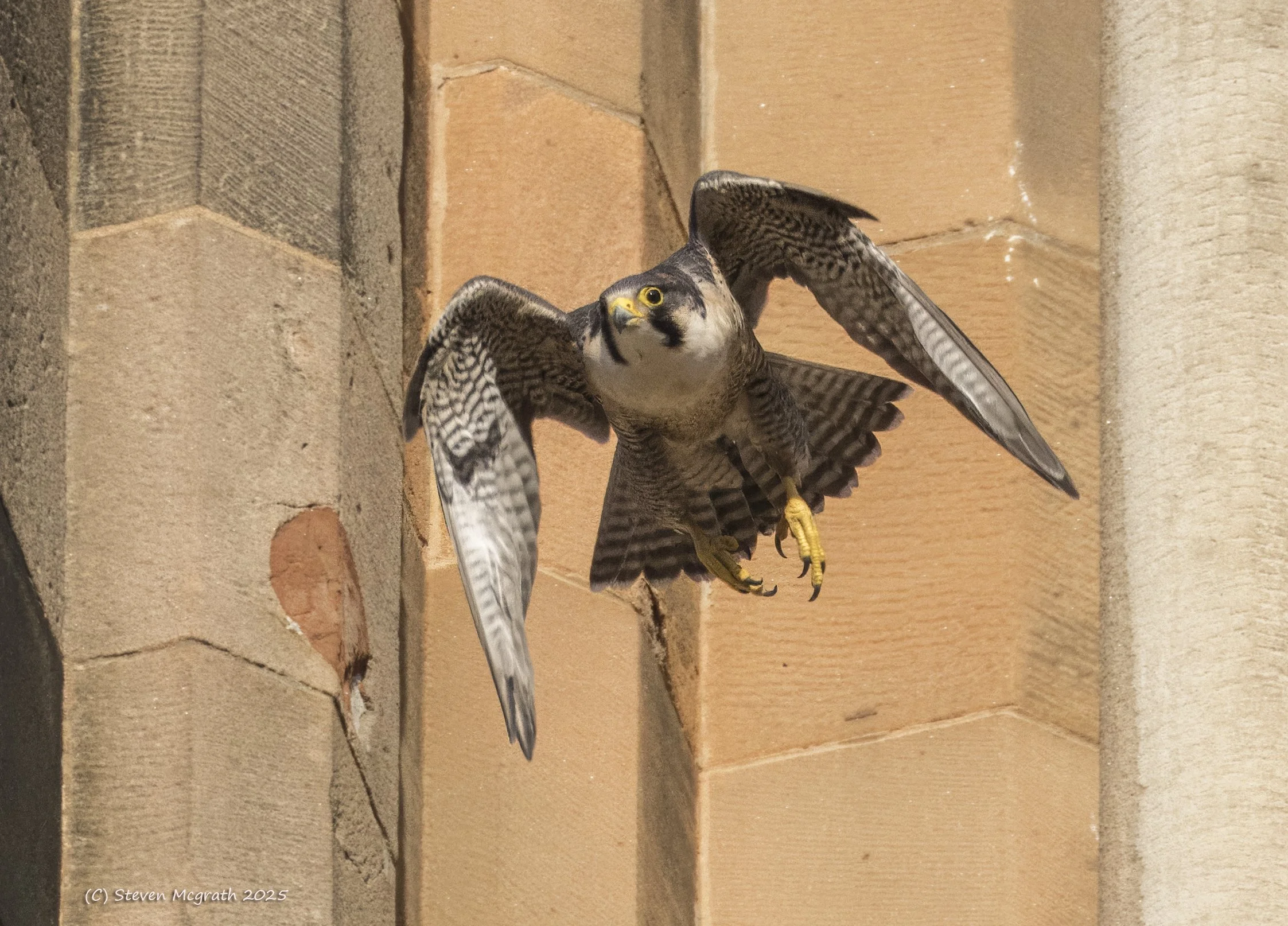 A bird of prey, likely a falcon, is flying indoors against a backdrop of brick and concrete walls. The bird has its wings spread wide and is looking forward.