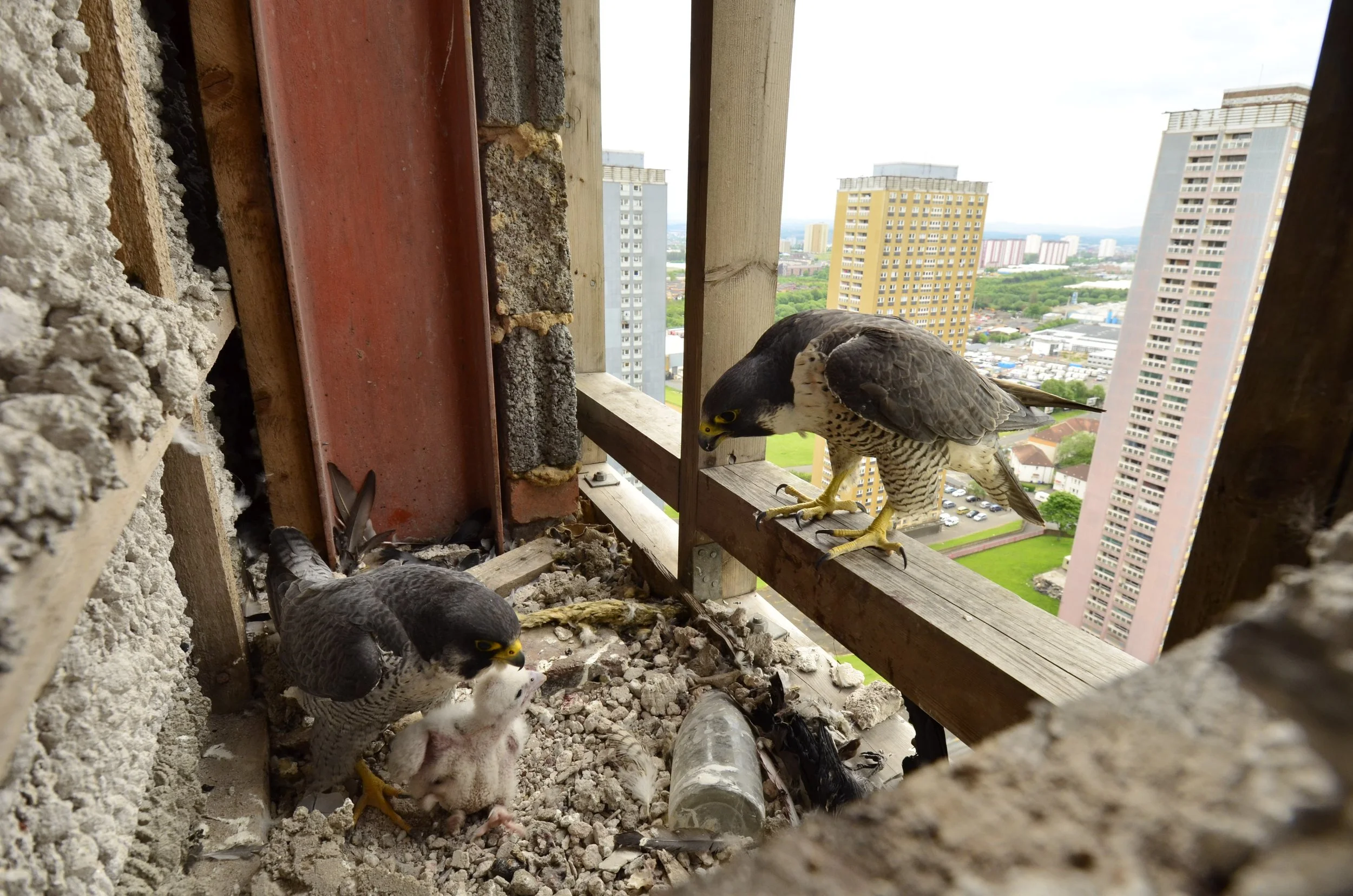 A peregrine falcon perched on a wooden beam inside a high-rise building in Glasgow being prepared for demolition, with city buildings and greenery visible in the background.