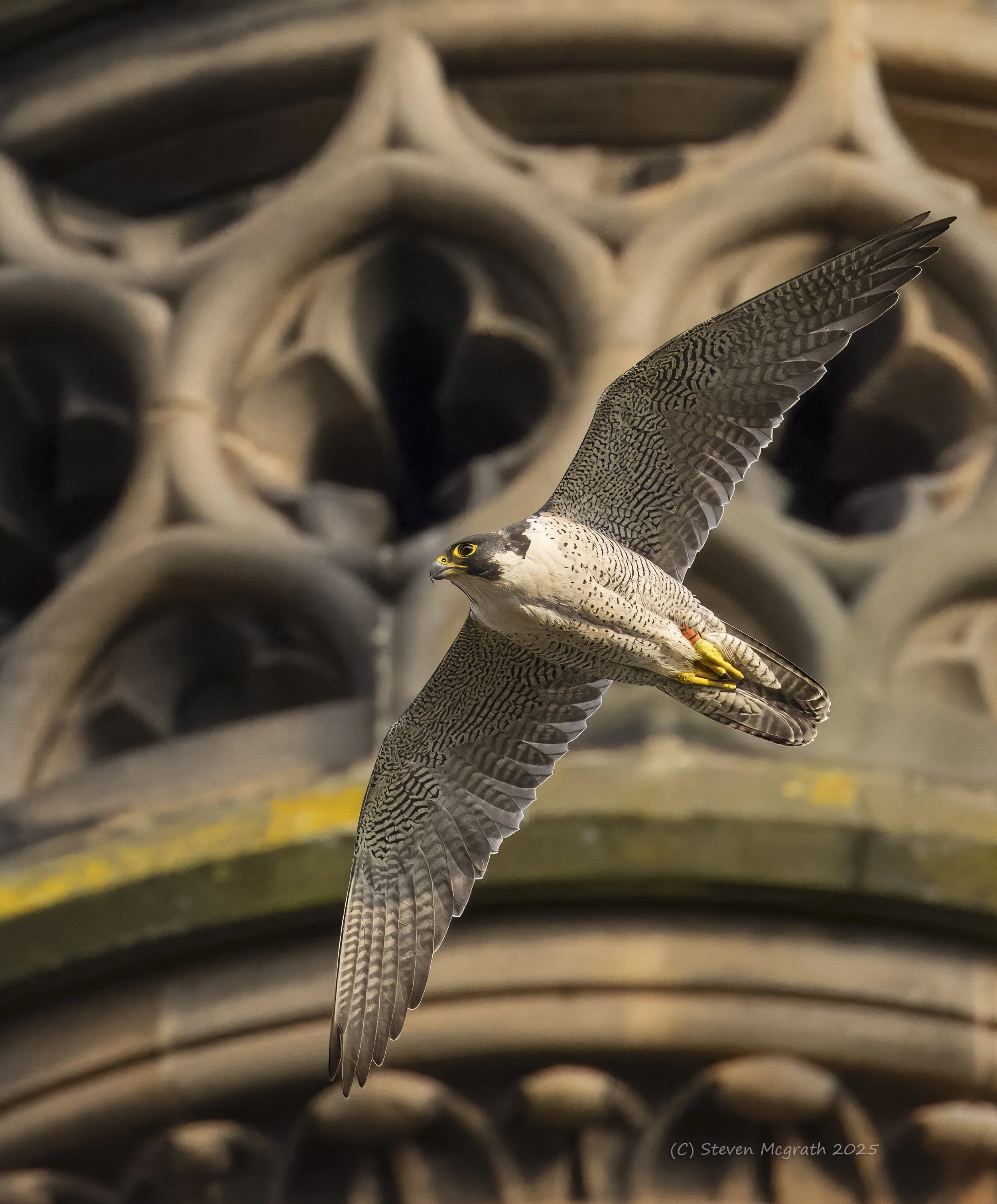 Close-up of a peregrine falcon with outstretched wings inside a wire enclosure, with a blur of brown and yellow colors in the background.