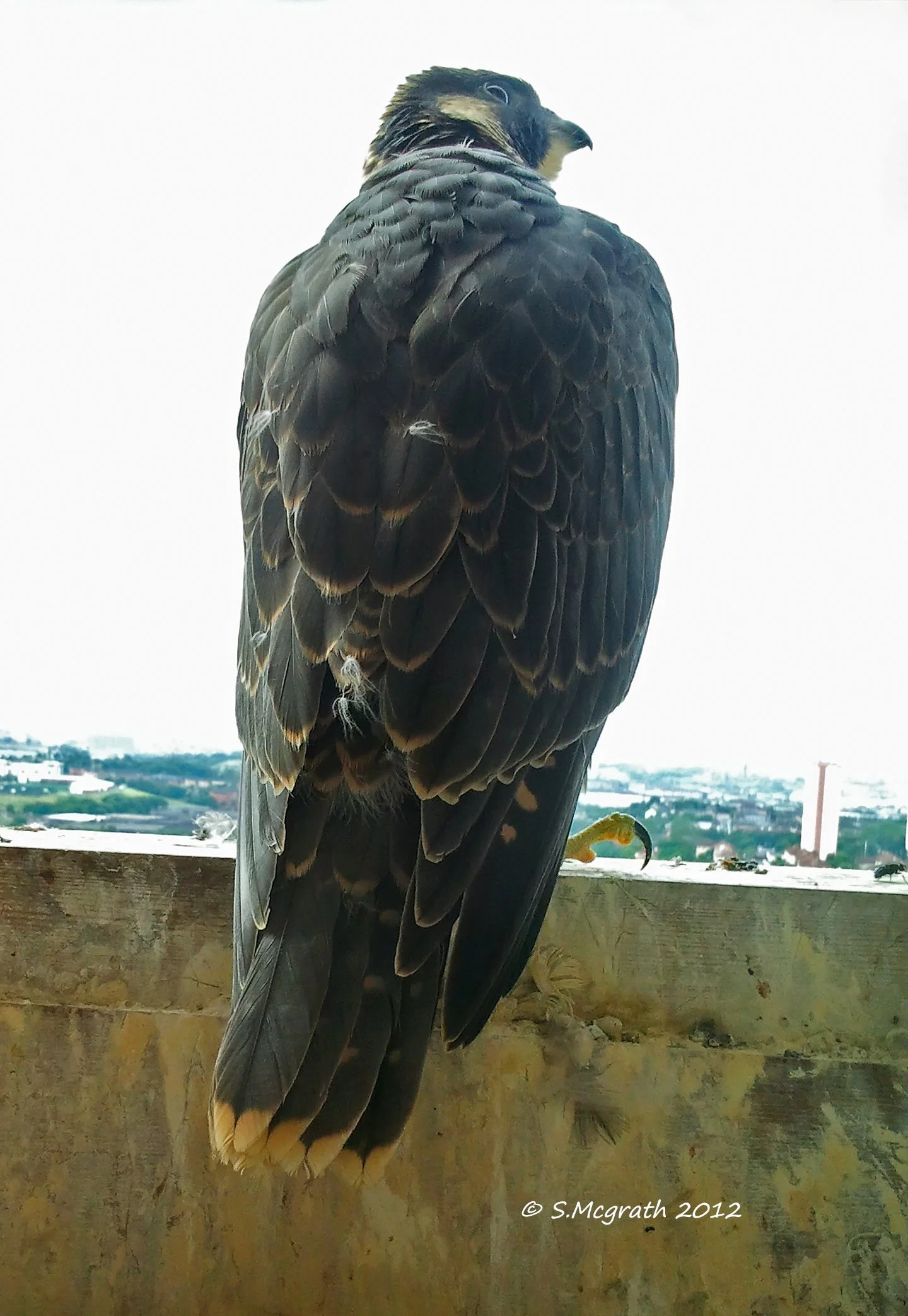 Juvenile falcon perched on the front of the nest on the red road flats north Glasgow