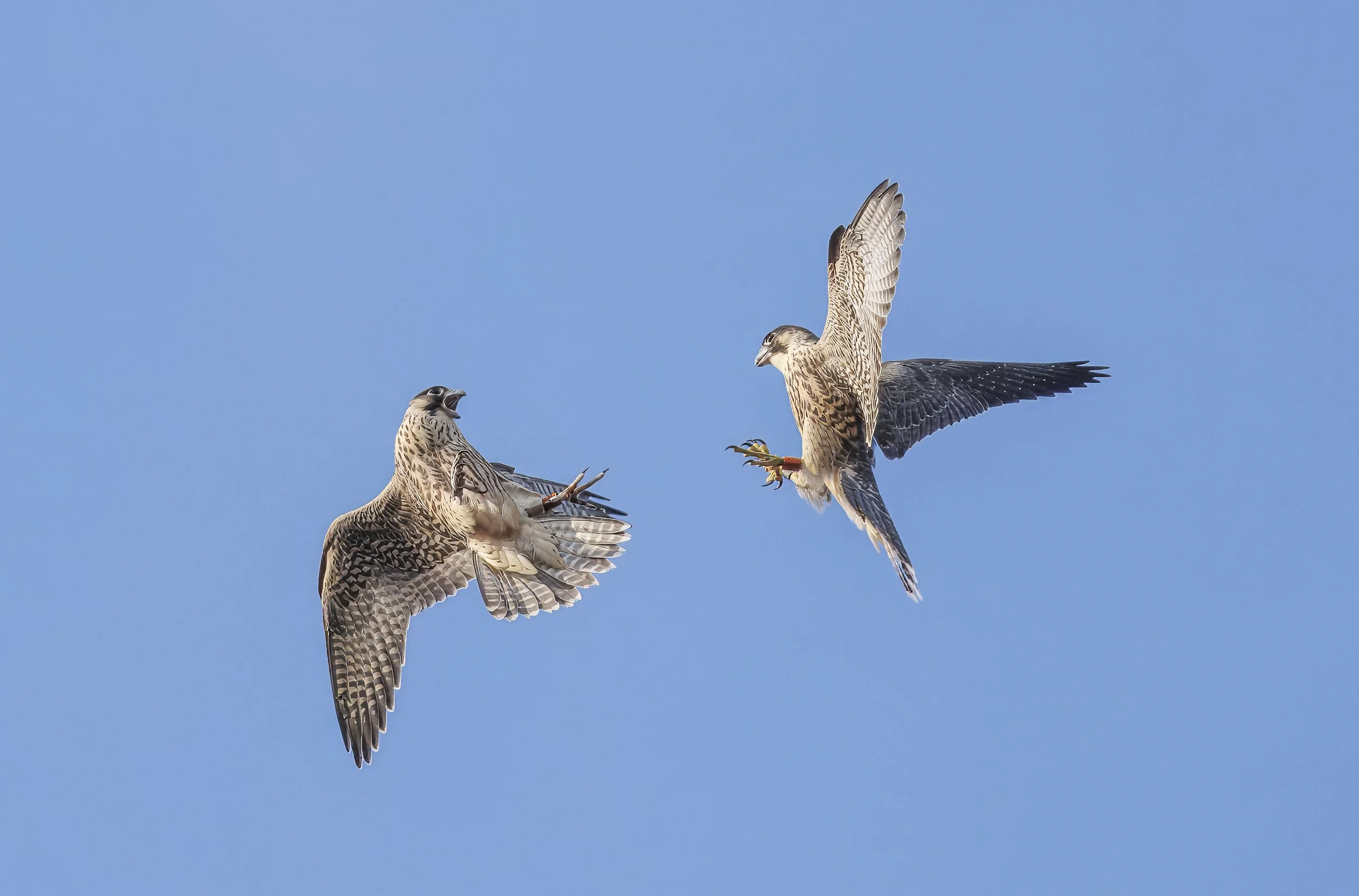 Two birds of prey, possibly falcons or hawks, flying against a clear blue sky.