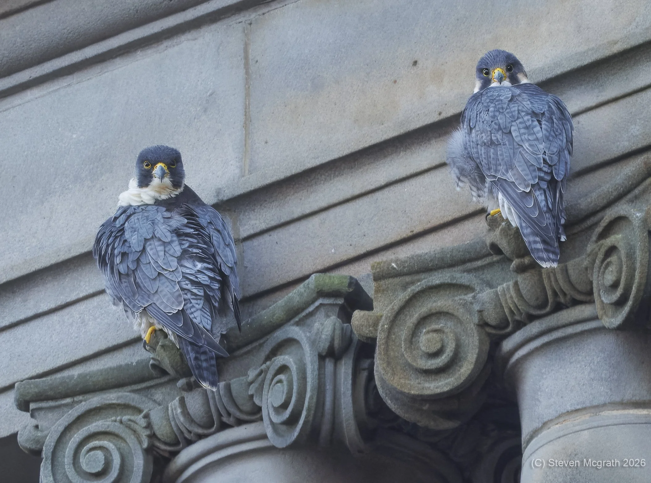 Two peregrine falcons perched on a decorative stone ledge on Glasgow city chambers with intricate scrollwork, both looking directly at the camera, against a stone wall background.