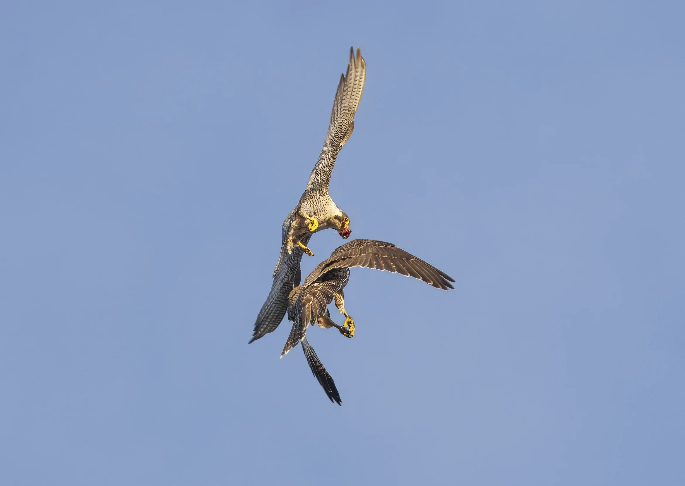 A bird of prey, likely a falcon or hawk, catching a smaller bird mid-air against a clear blue sky.