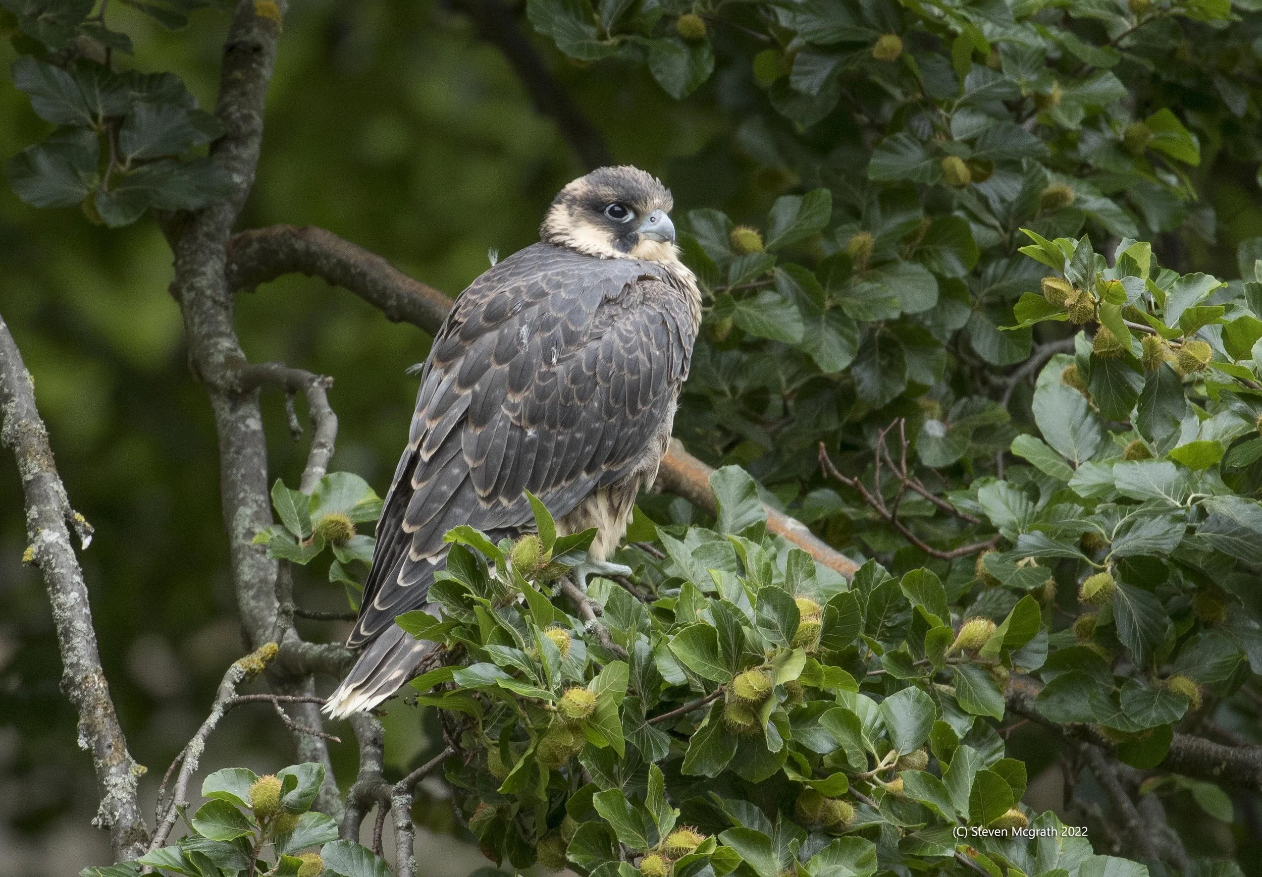 A bird of prey, possibly a falcon, perched on a tree branch surrounded by green leaves and small round seed pods.