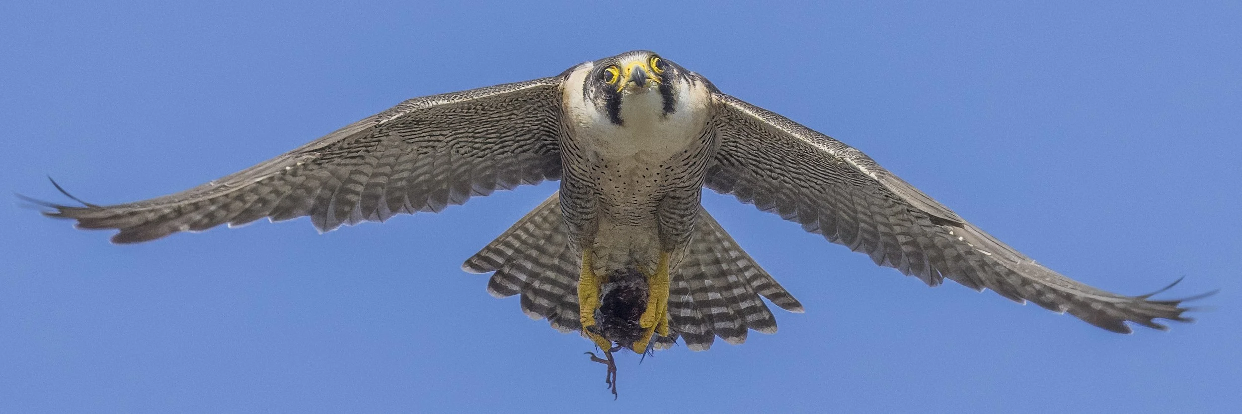 A bird of prey, likely a falcon, flying with a small animal in its talons against a clear blue sky.