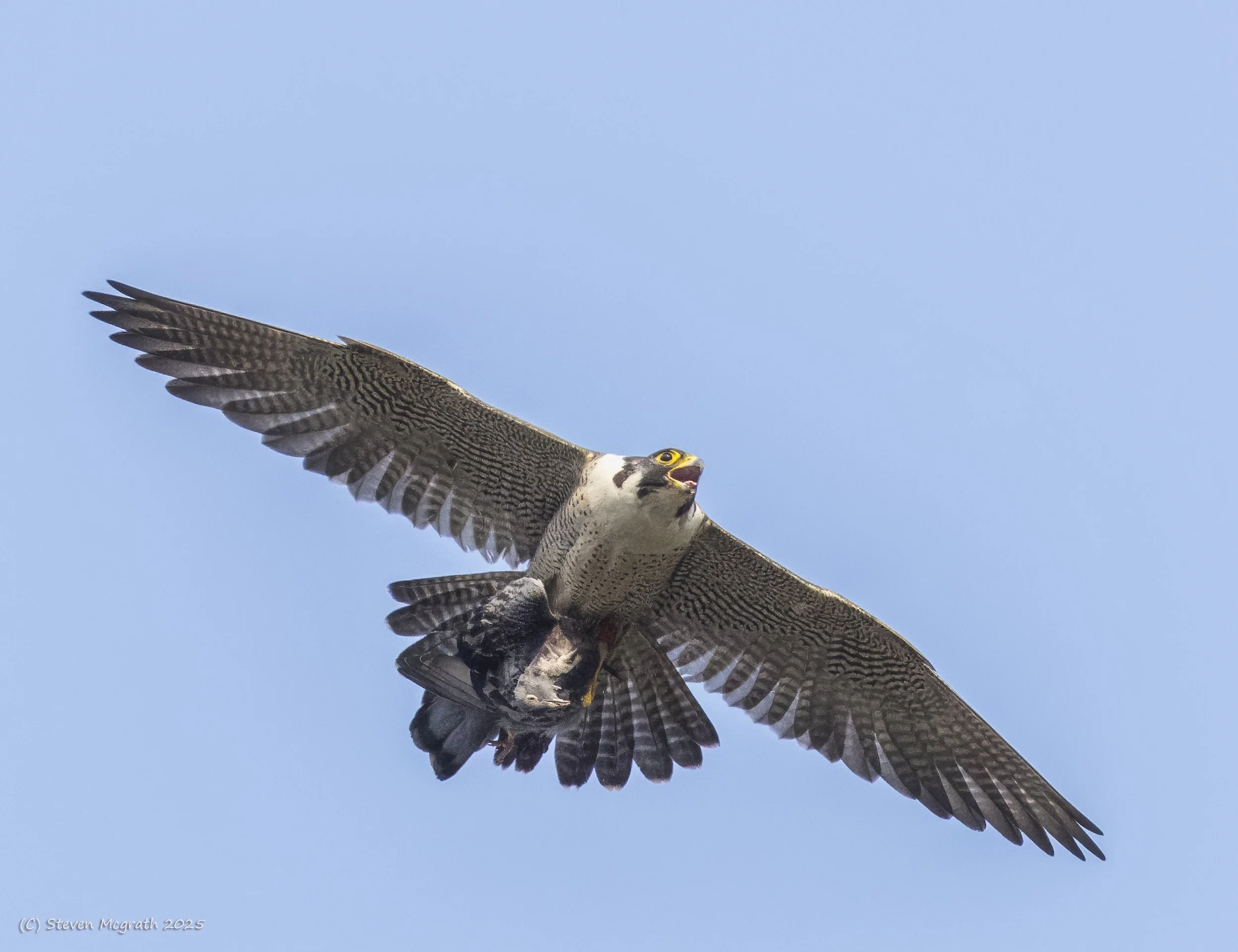 A bird of prey, likely a peregrine falcon, in flight with wings spread wide against a clear blue sky.