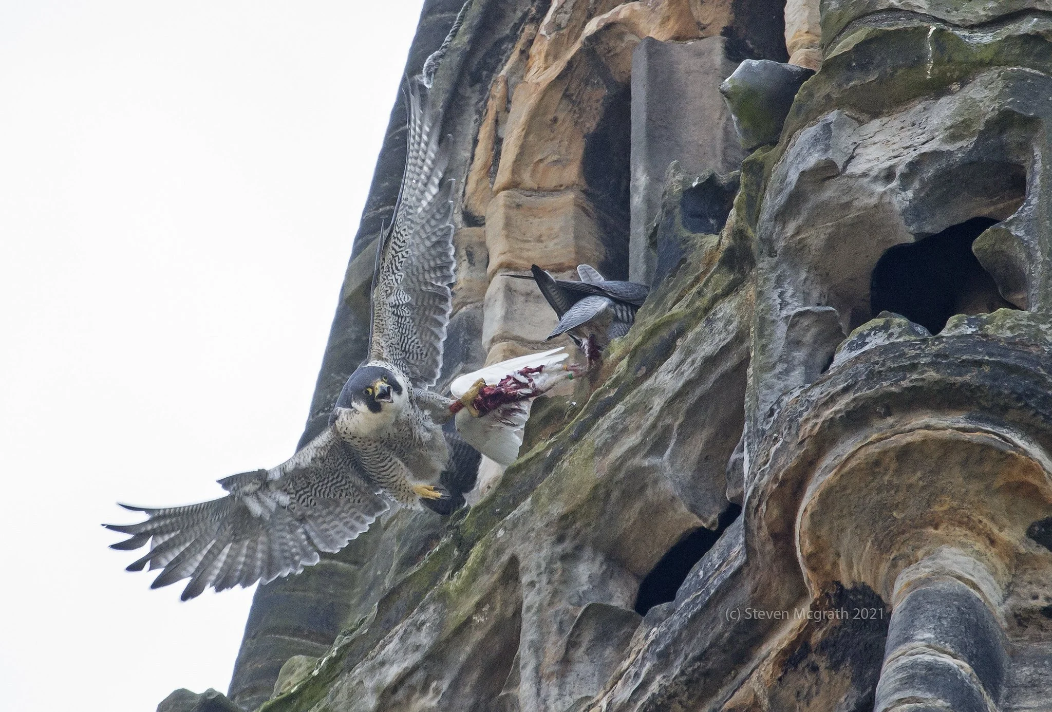 Peregrine falcons on Glasgow cathedral spire, with wings spread, foodpass