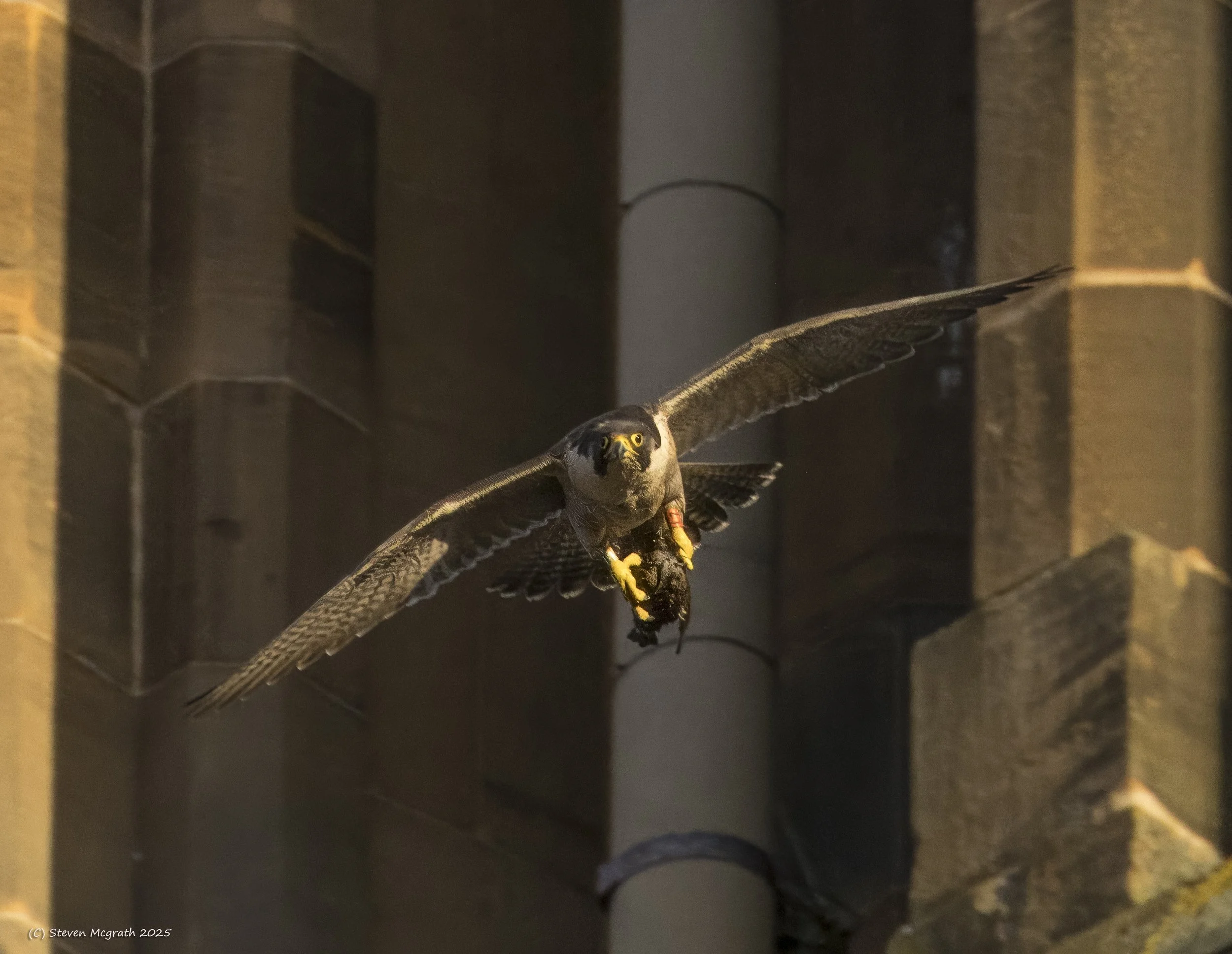A Peregrine in flight as the sun is setting.