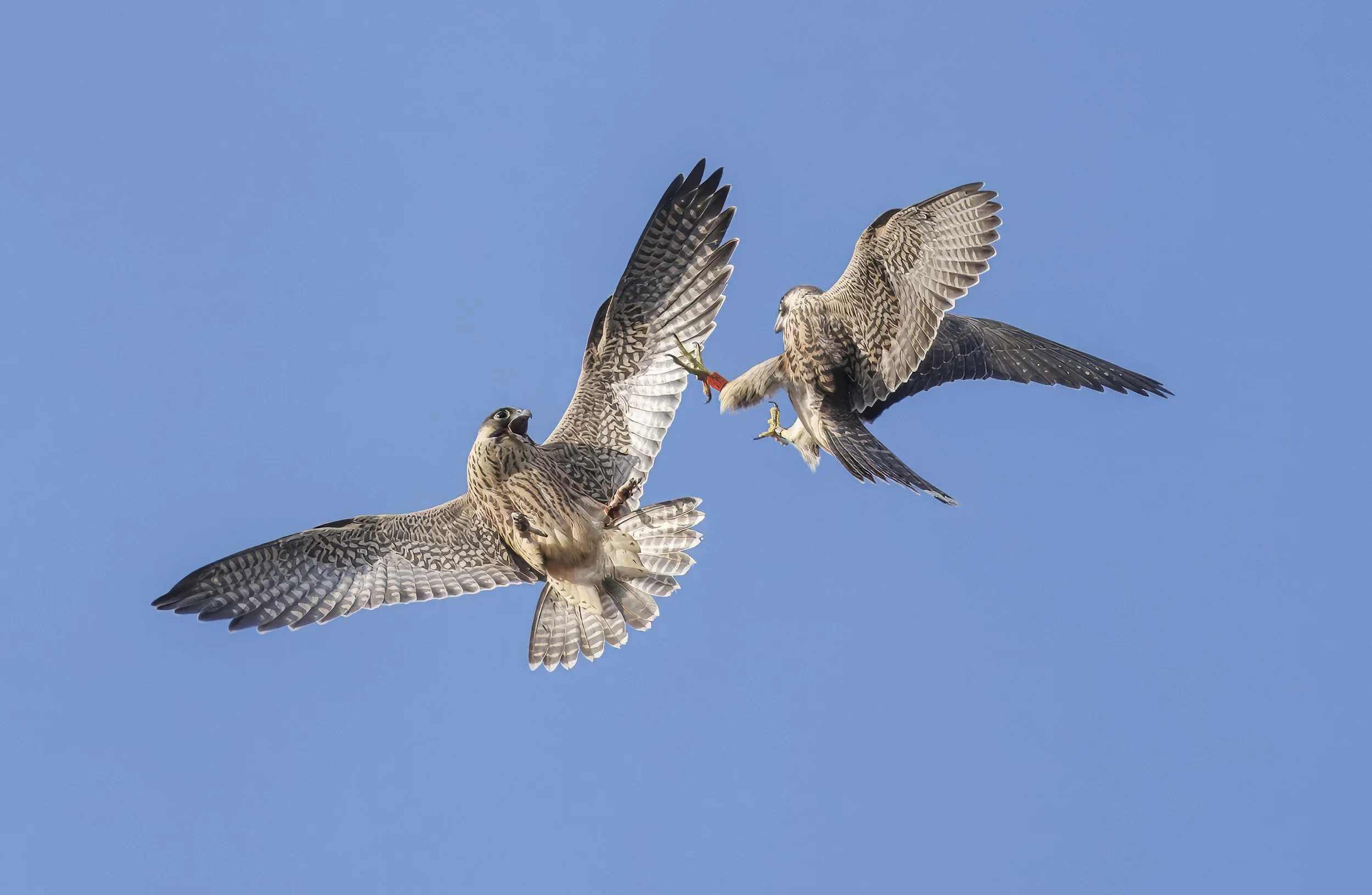 Two hawks in midair combat with beak and talons engaged against a clear blue sky.