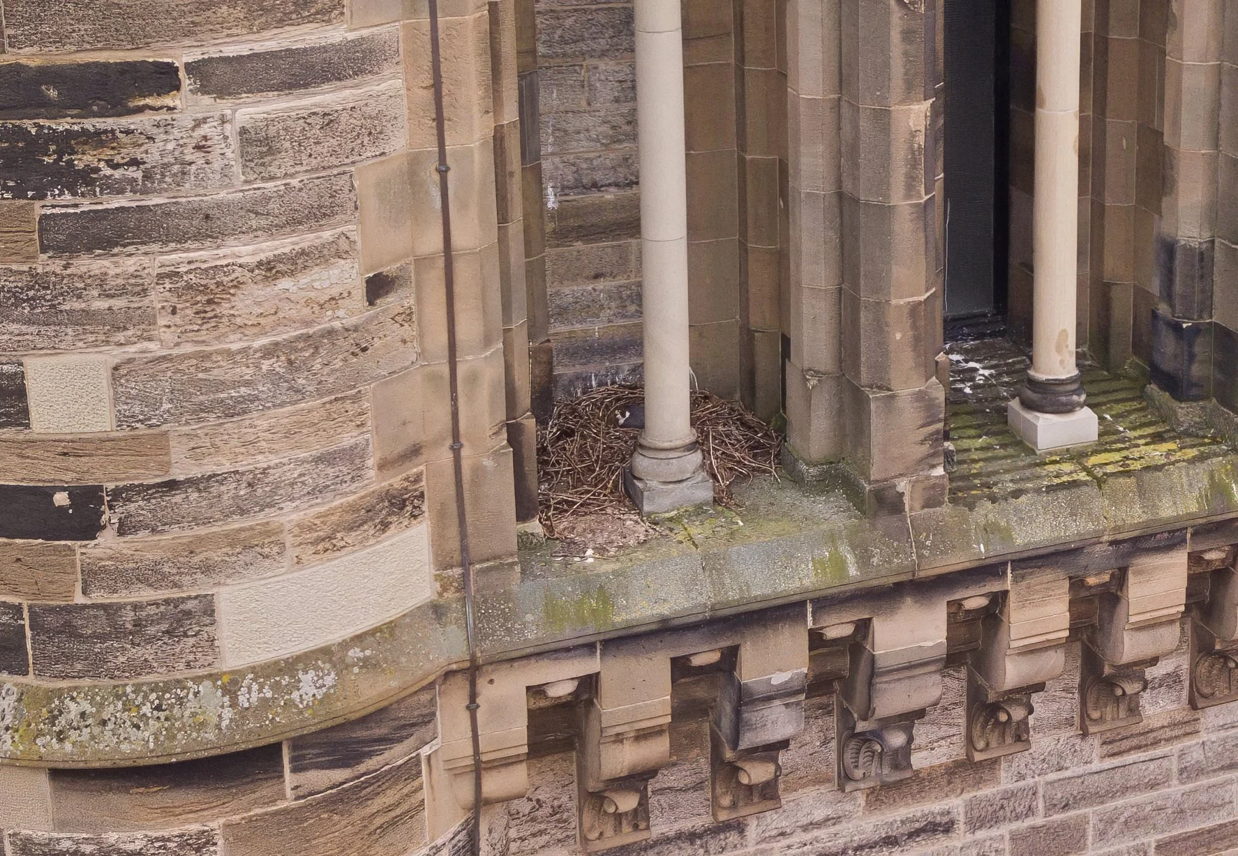 Close-up of the corner of an old stone building with a small ledge, featuring two white and black columns and a small bird's nest with a bird inside. The building has moss and lichen growth, and the foundation has decorative stone carvings.
