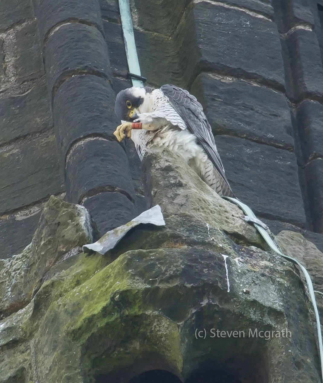 A falcon perched on a rocky ledge against a rock wall, with a red band around its leg, holding a small animal or prey in its talons.