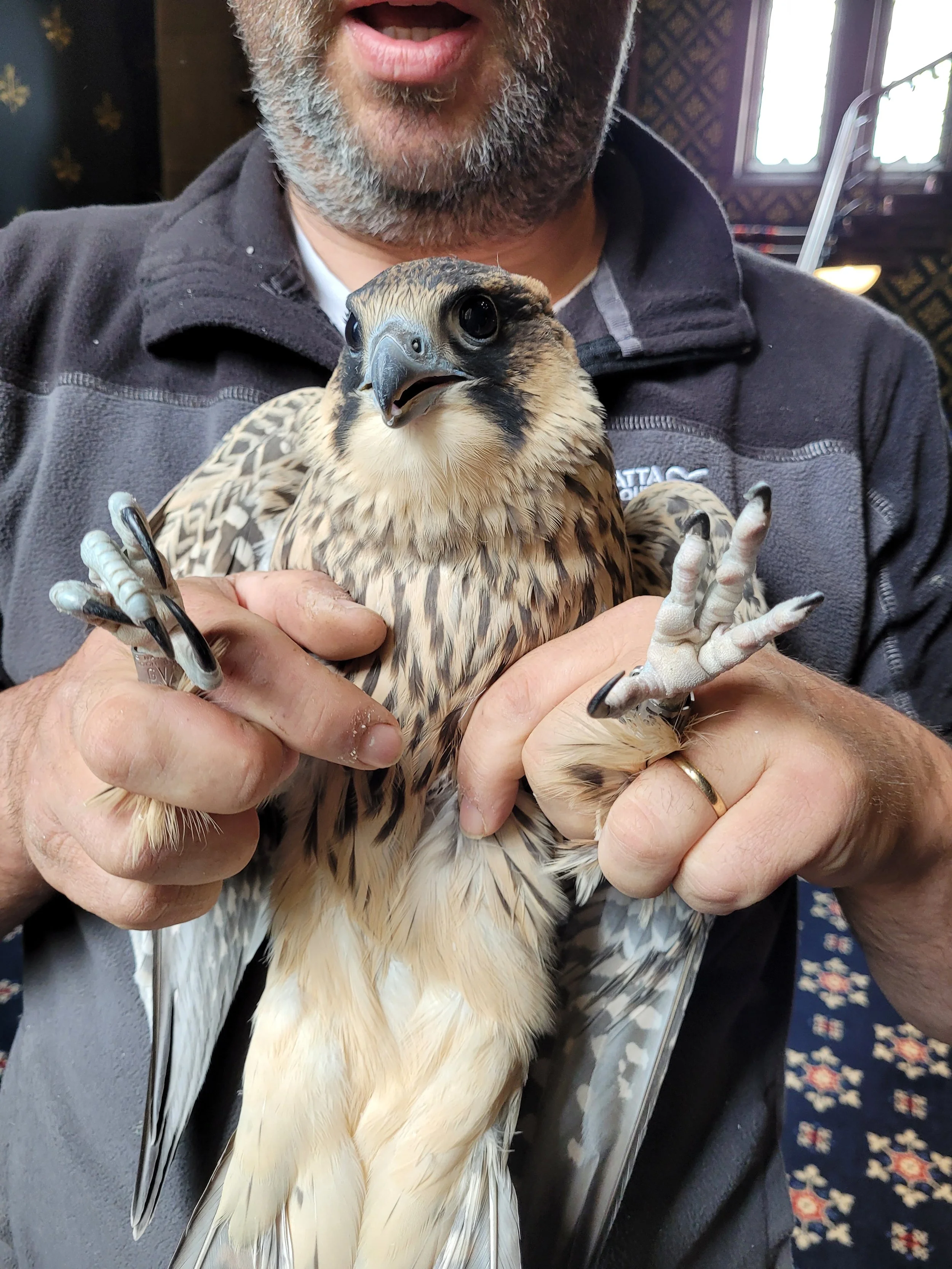 A man holding a young hawk or falcon inside a room with patterned walls and windows in the background.
