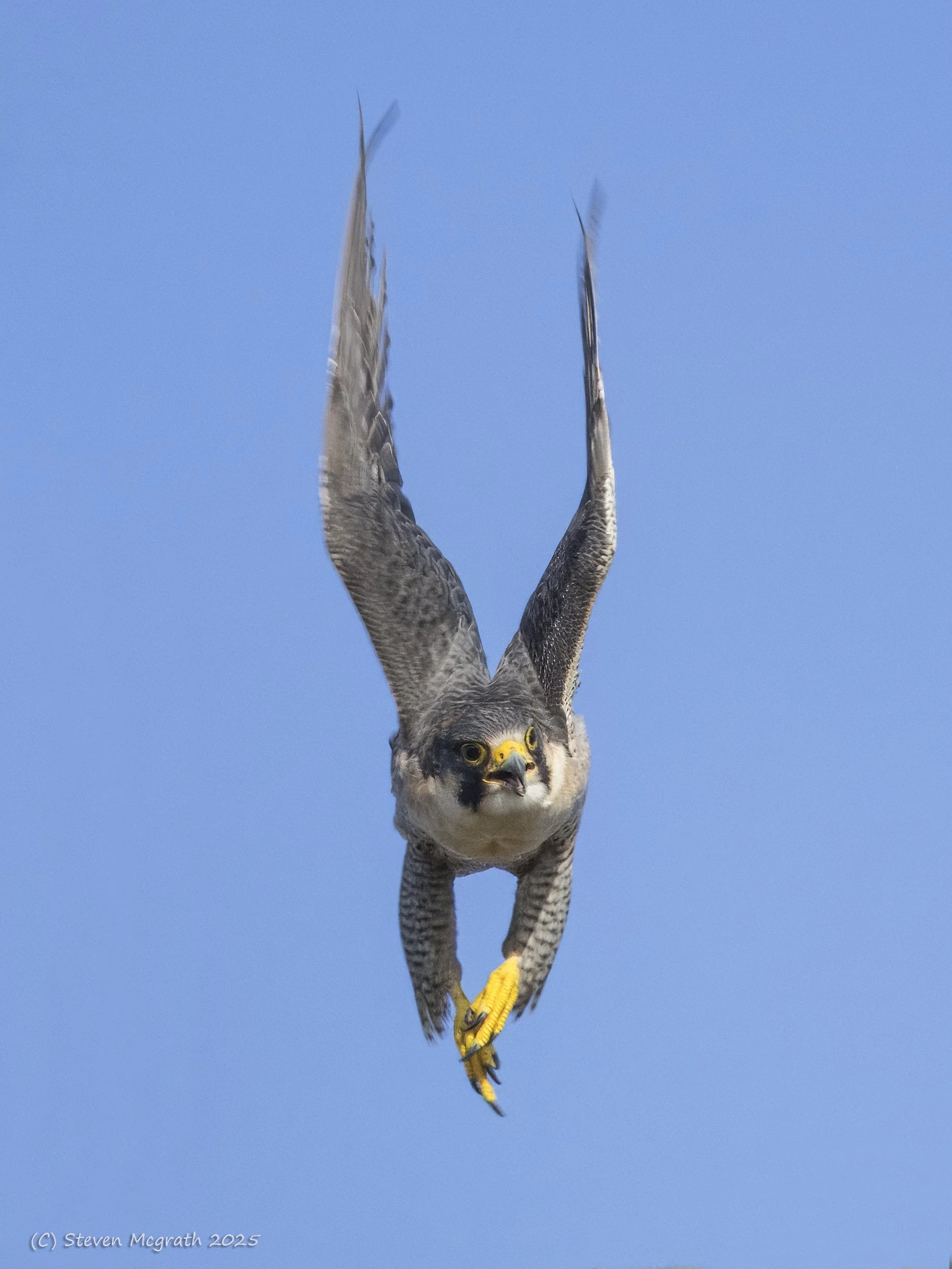 An osprey bird diving headfirst toward the camera with wings extended and claws outstretched against a clear blue sky.