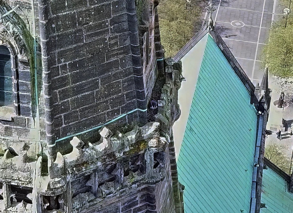 Aerial view of L7/Bonnie on Glasgow cathedral during her first nesting attempt