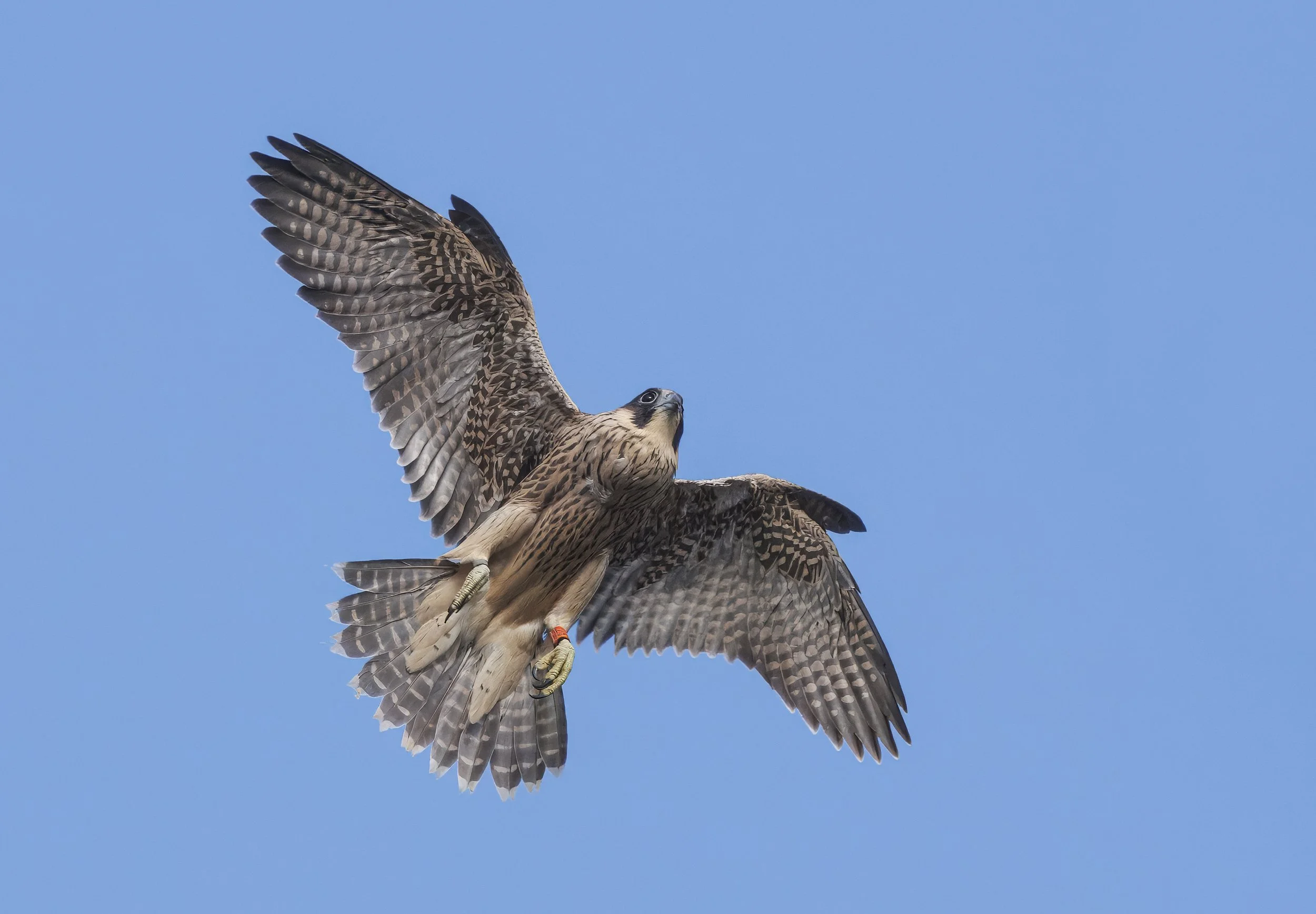 A bird of prey, possibly a hawk, in flight against a bright blue sky. The bird has outstretched wings with detailed feathers and a sharp gaze.