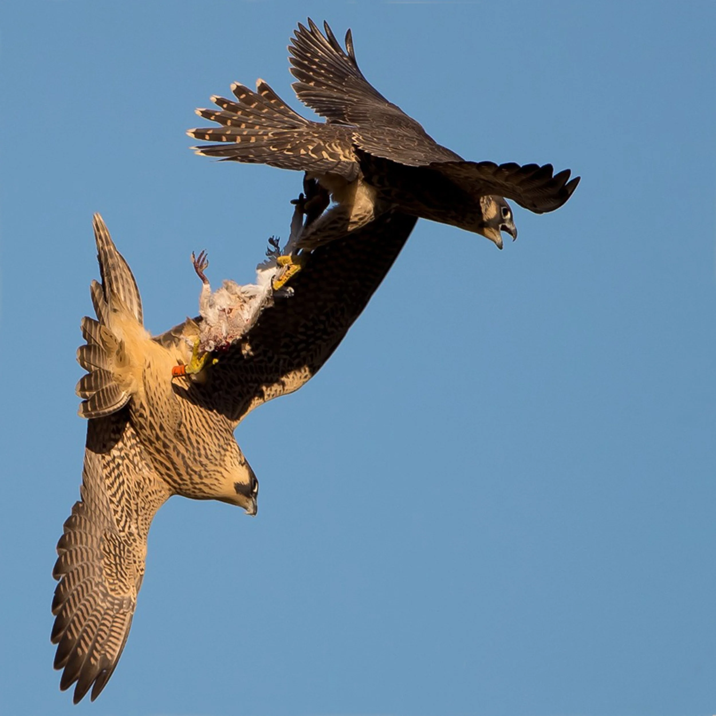 Juveniles performing acrobatics at Norwich cathedral 2019