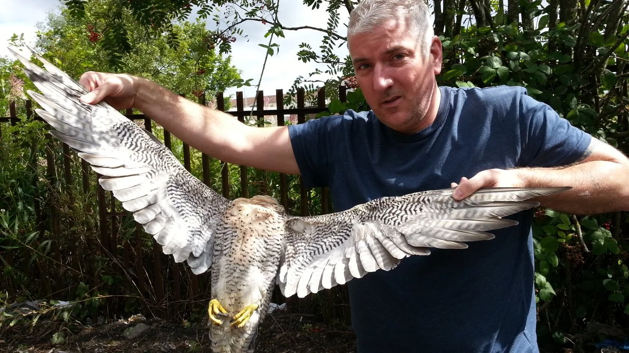 Steven Mcgrath with a young female peregrine found in the north of glasgow
