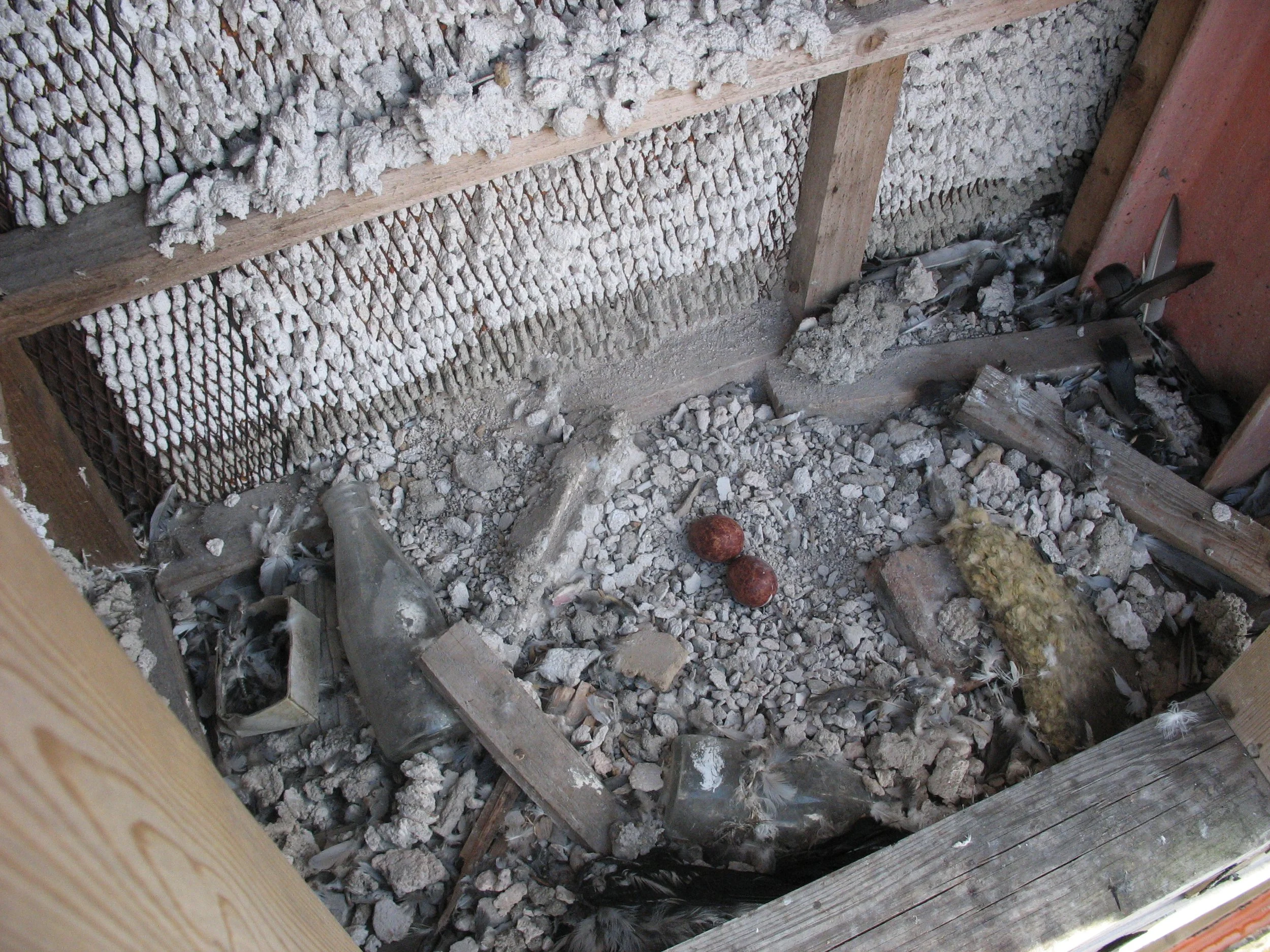 An urban peregrine scrape North Glasgow 2012