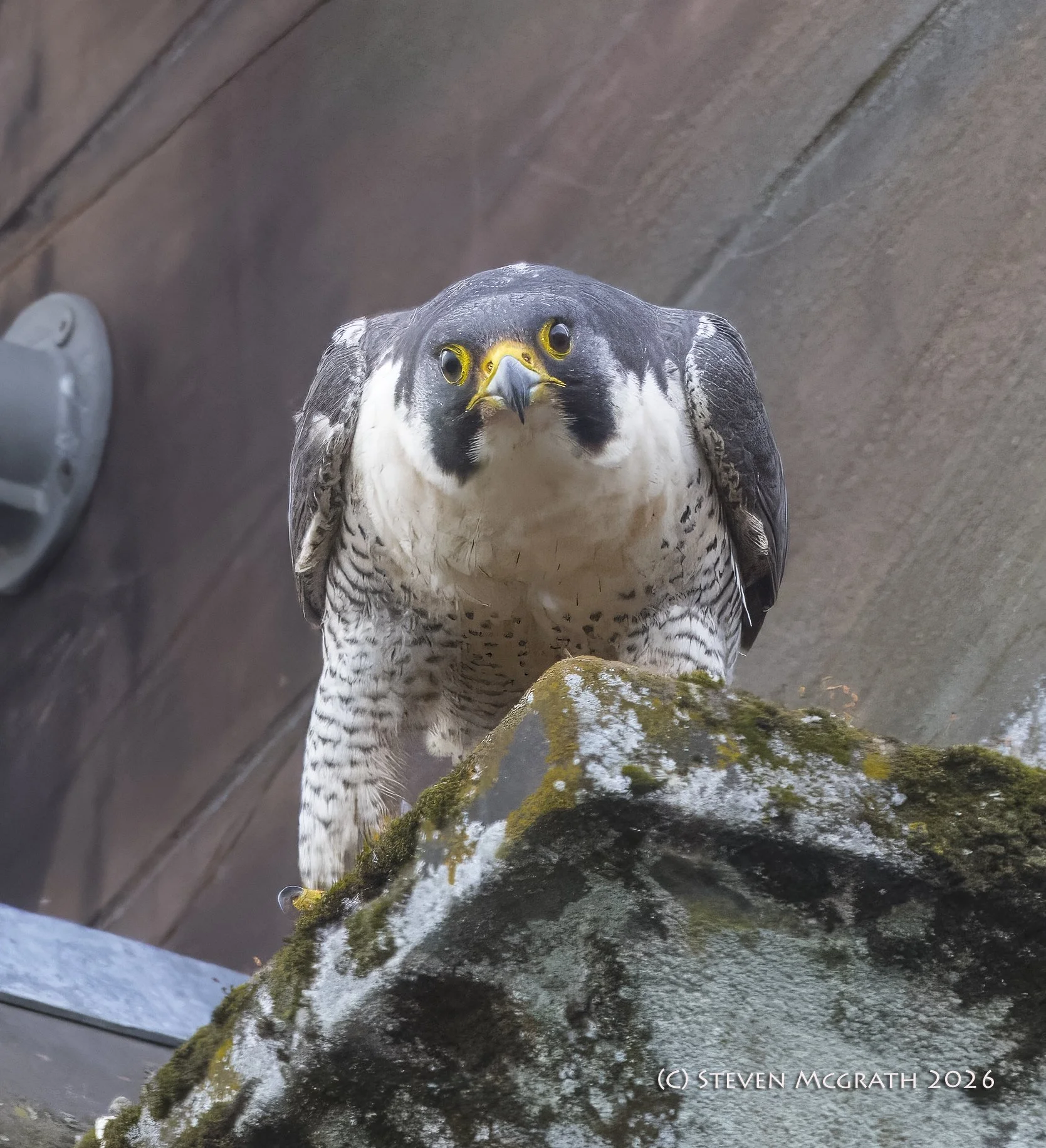 Close-up of a peregrine falcon standing on rocks with water flowing over them, with trees and the sky in the background.