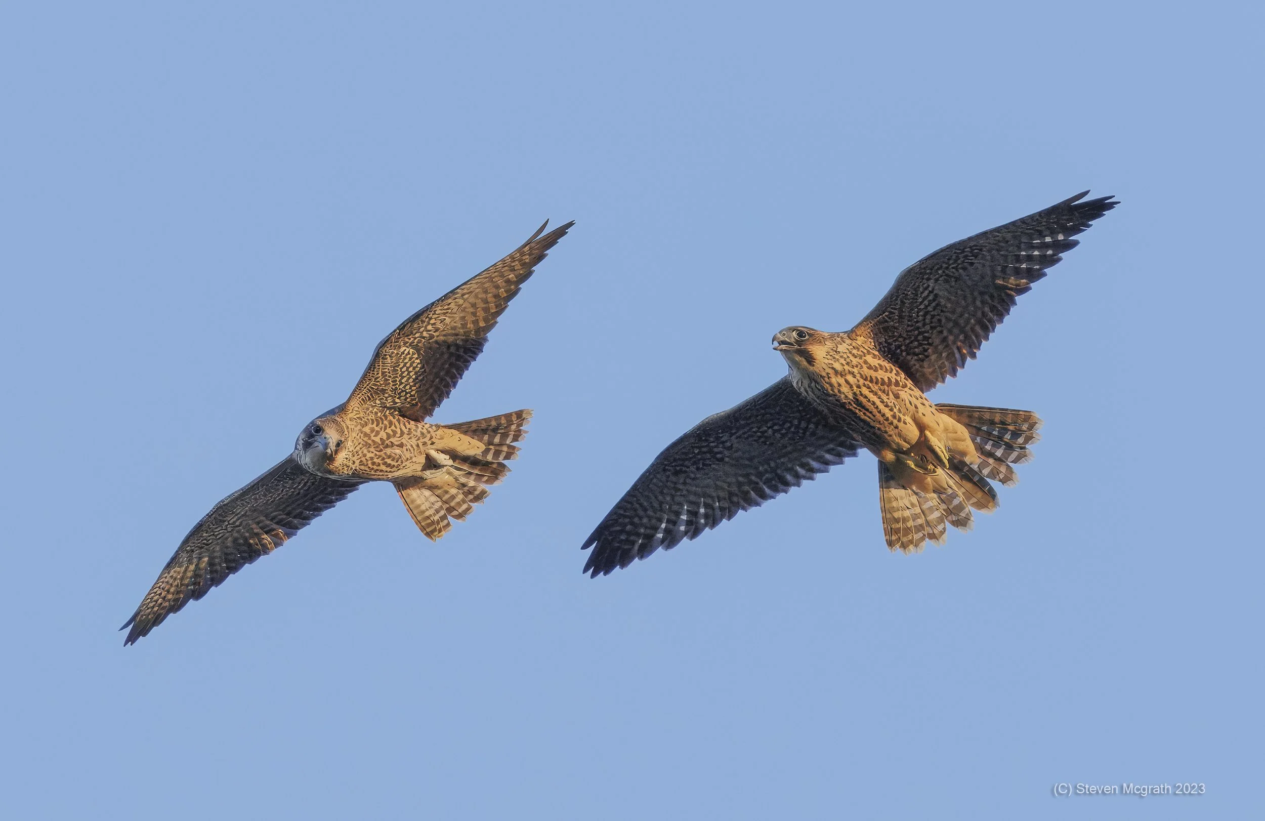 Two hawks flying against a clear blue sky.