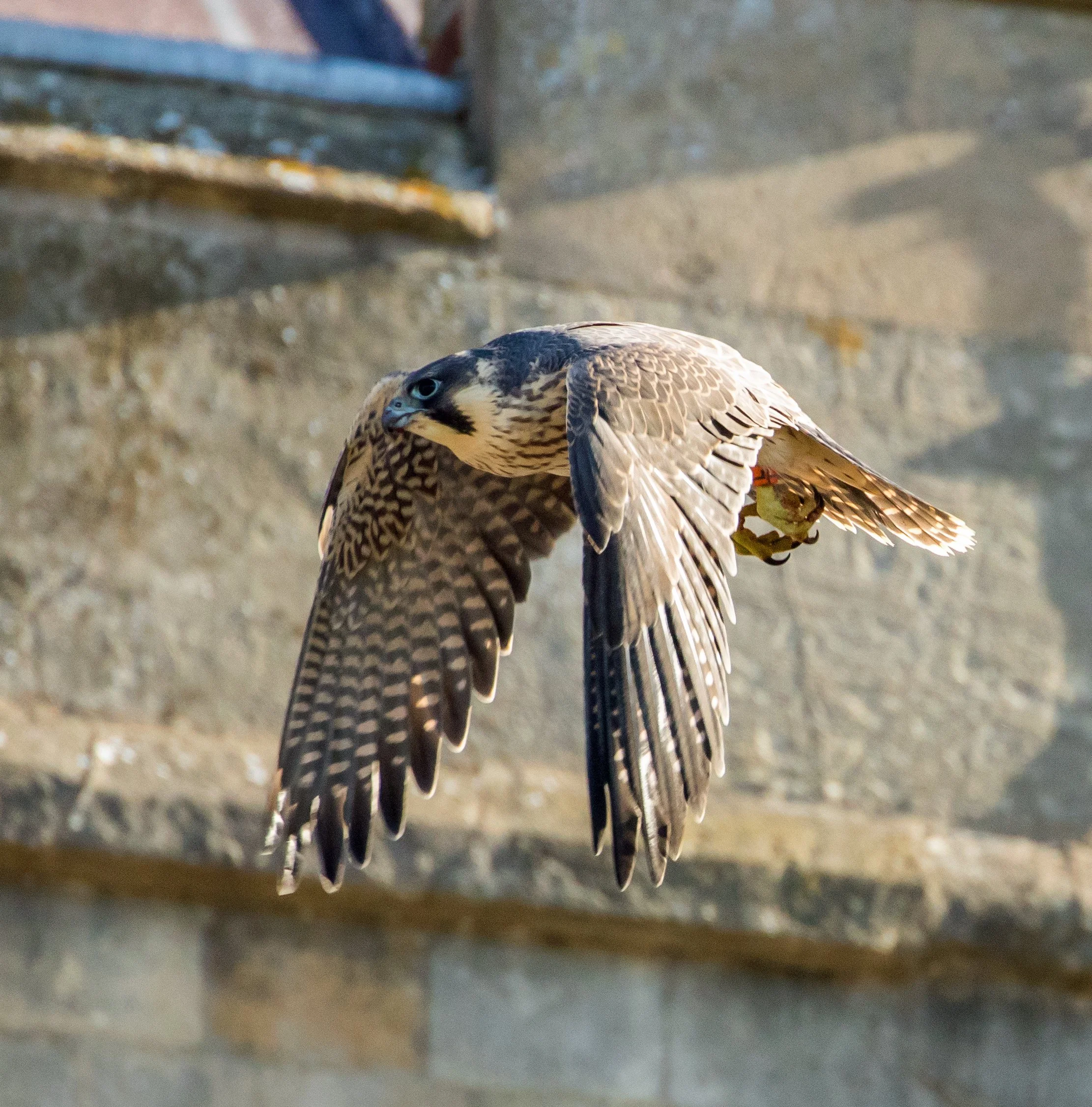 Close-up of a bird of prey, possibly a falcon or hawk, perched on a rock or branch with a blurred background.