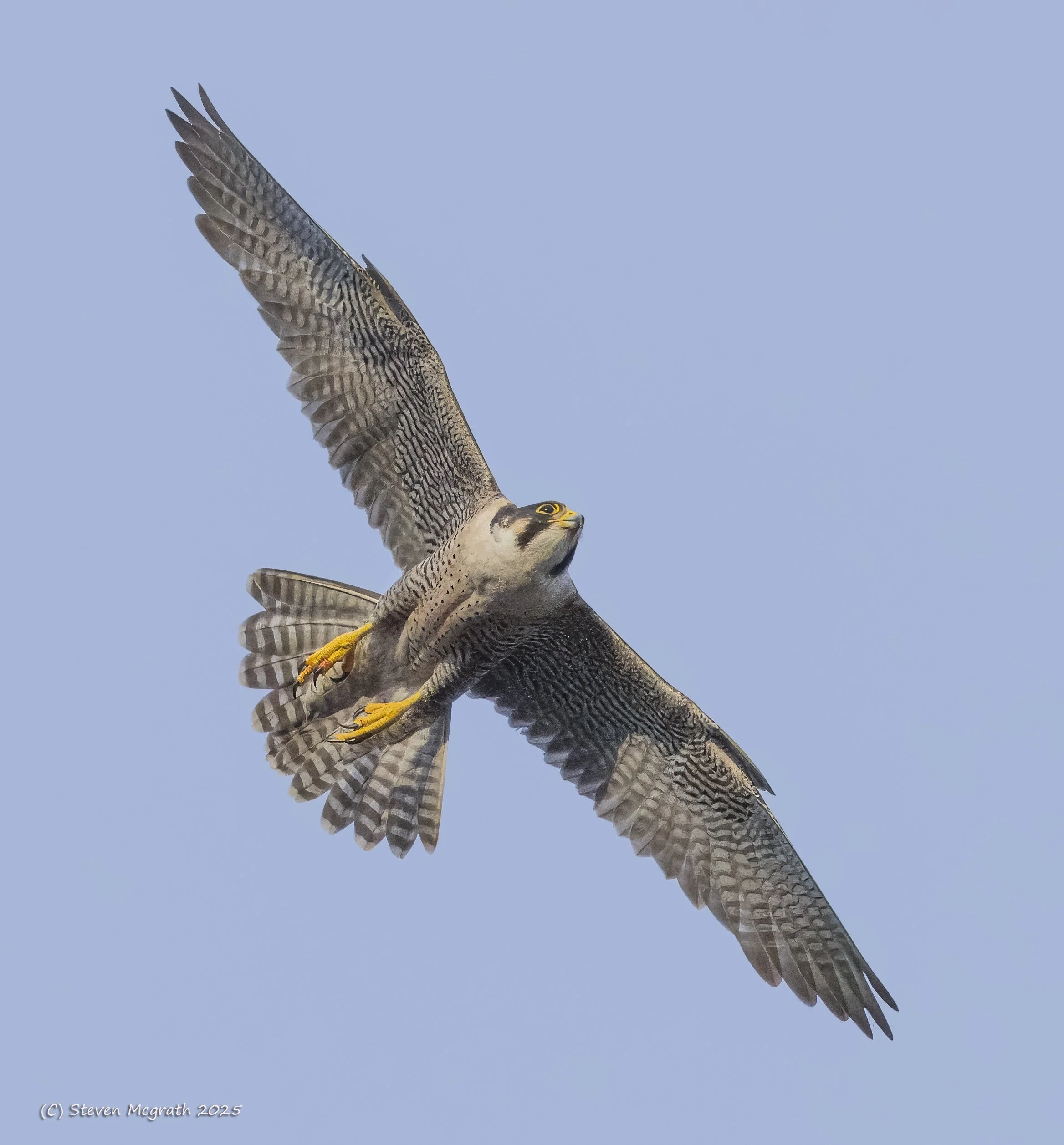 A  peregrine falcon, flying against a clear blue sky with wings spread wide and head turned slightly to the side.