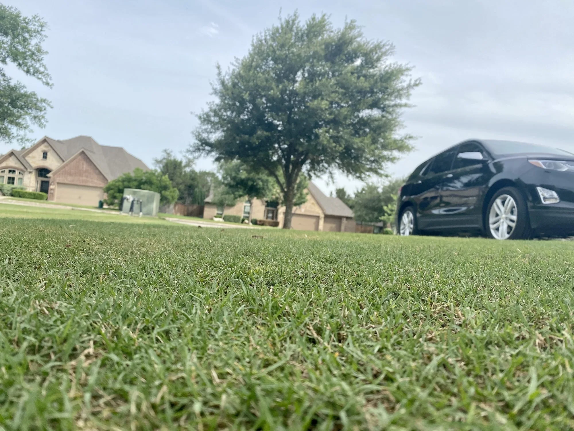 Ground-level close-up of Bermuda grass