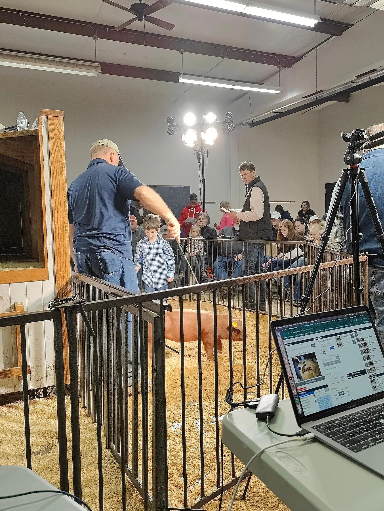 Scene of an indoor livestock auction or sale, with people gathered around a penned area containing a pig. A man in a blue shirt is handling the pig, while a young boy and other spectators observe. Equipment such as a camera on a tripod and a laptop a