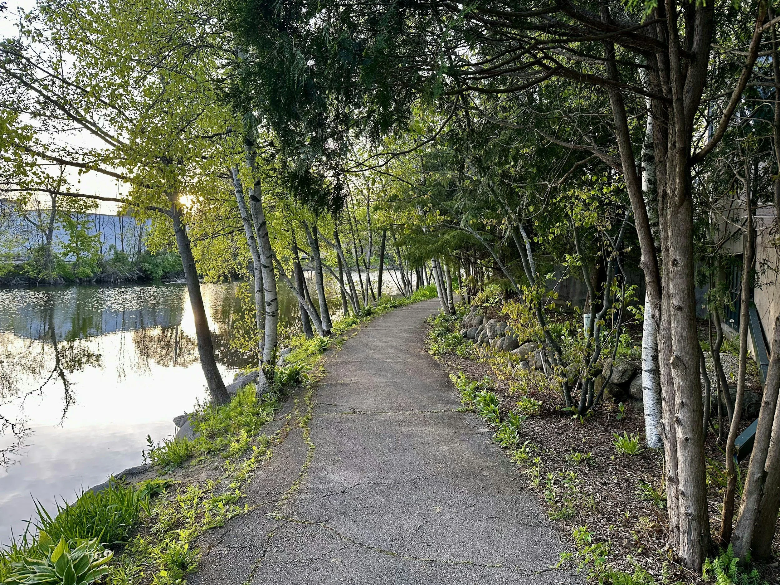 A paved walking path alongside a body of water, with lush green trees and plants on both sides, sunlight visible through the leaves.