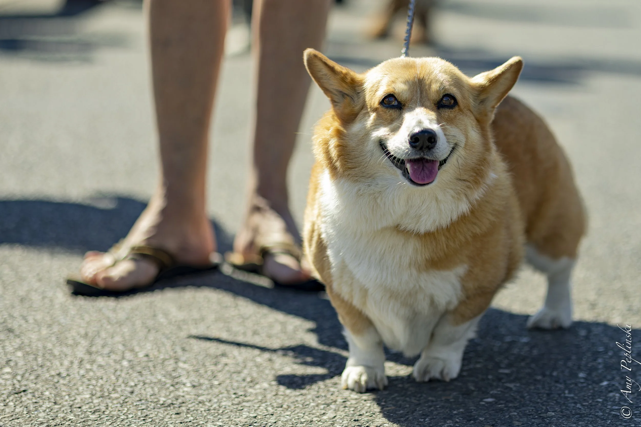 A very happy Corgi