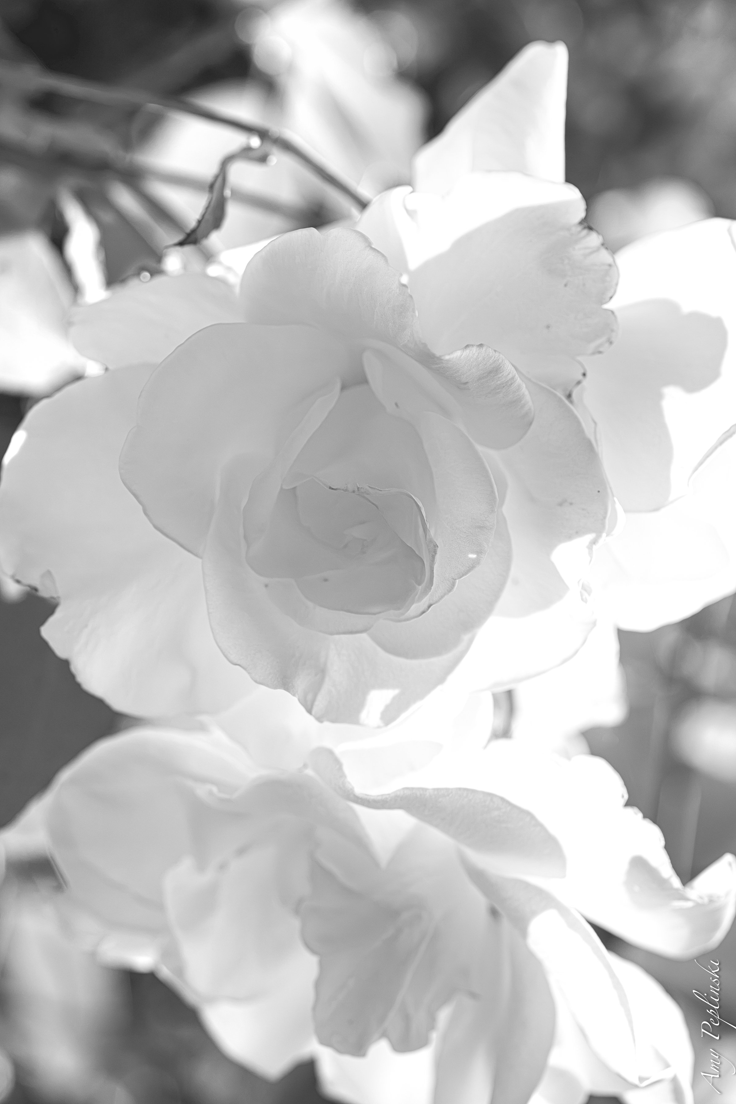 The sun shining thru white roses 
