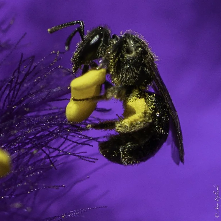 This color was real!  A pollen covered bee in a stunningly purple flower.
