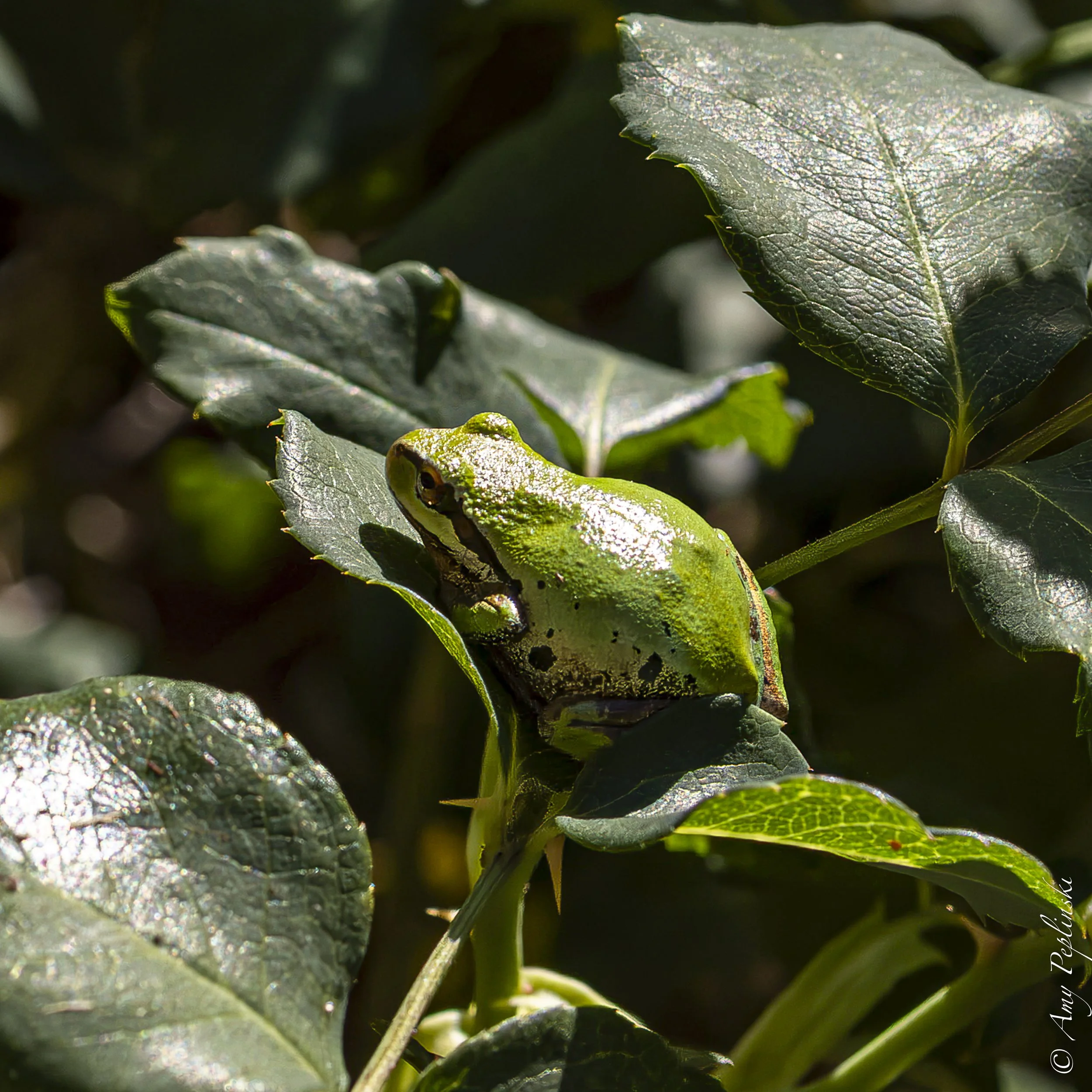 Green tree frog after what I suspect to be a large lunch
