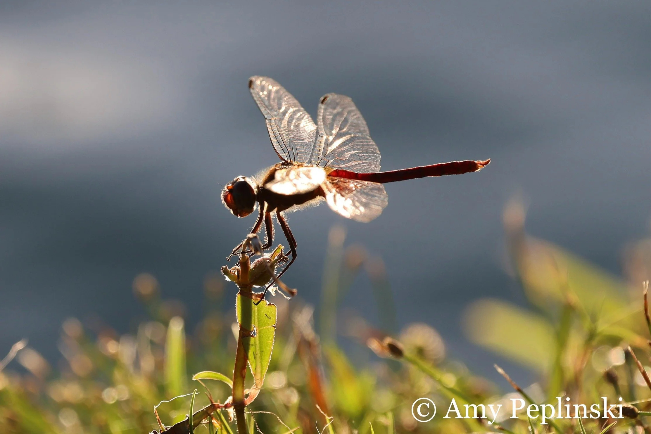 This guy sat on this blade of grass for minutes despite me moving in.  A treat for me!