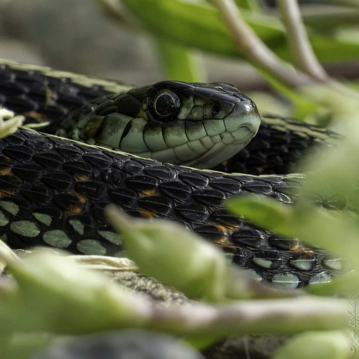 the snake next door- he tolerated more than most.  Took me several tried to get good focus from the ground