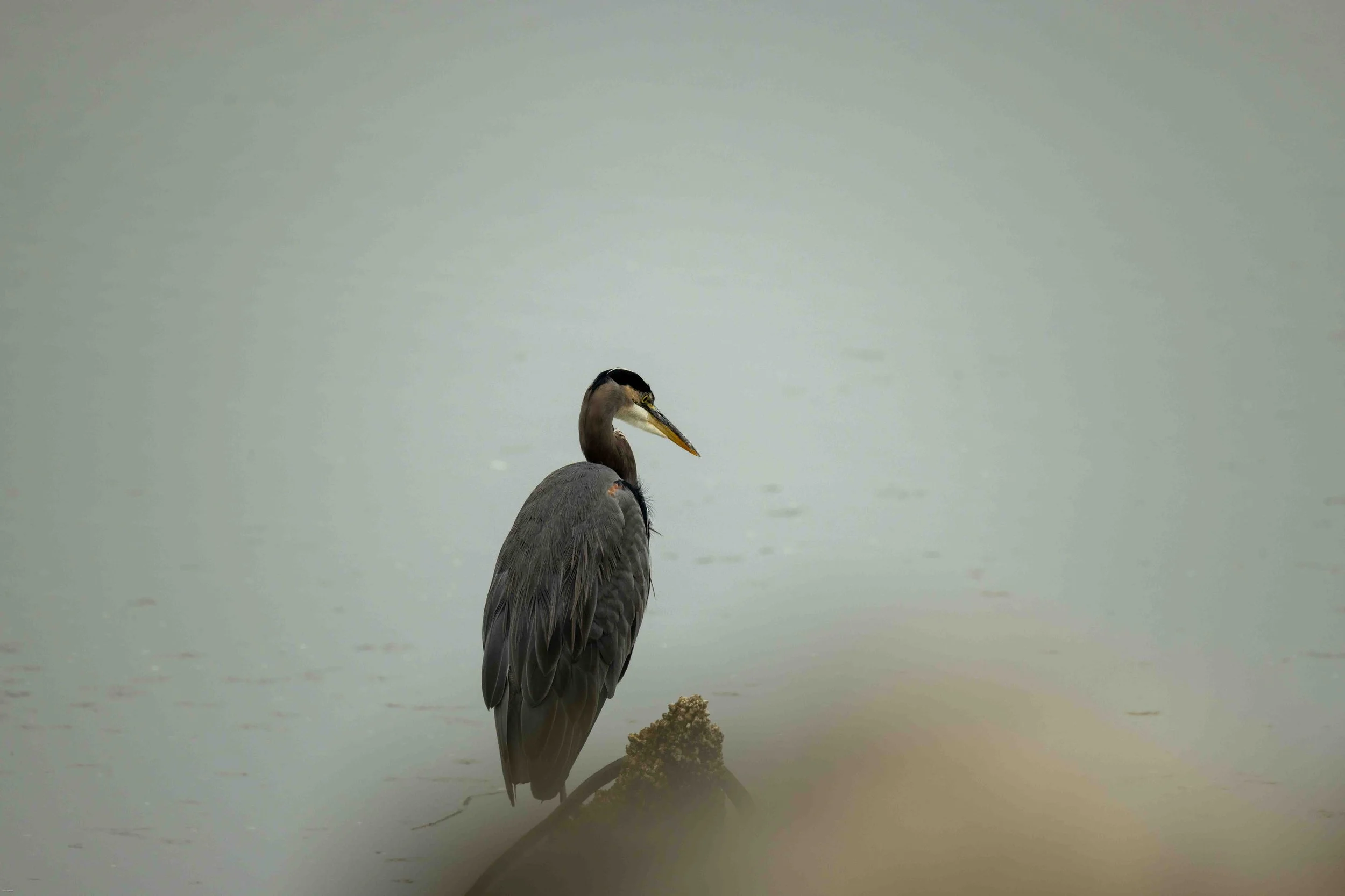 20261006New Kingfisher025.jpg